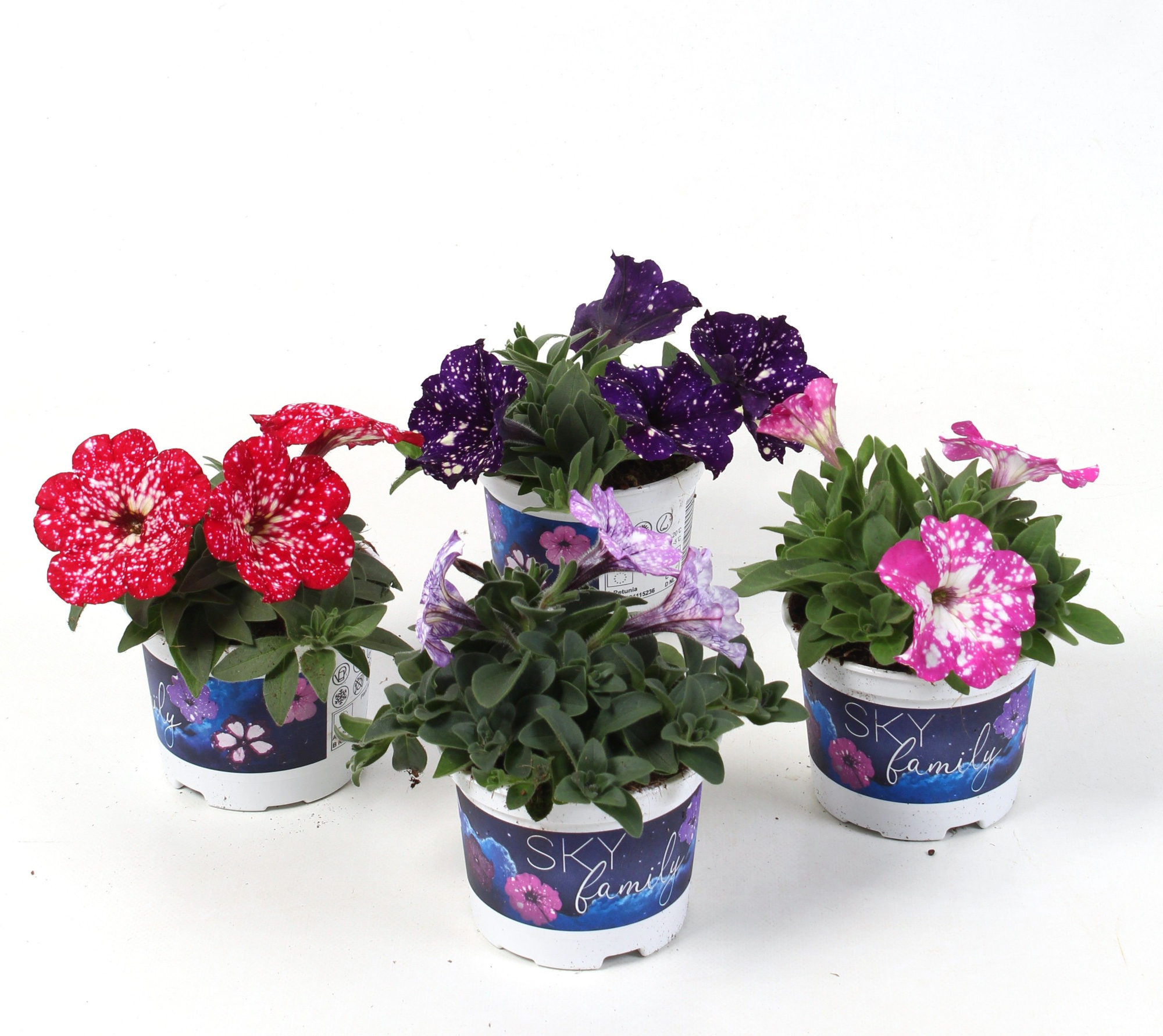 Petunia Sky Familie MIXLAAG, D 10,5