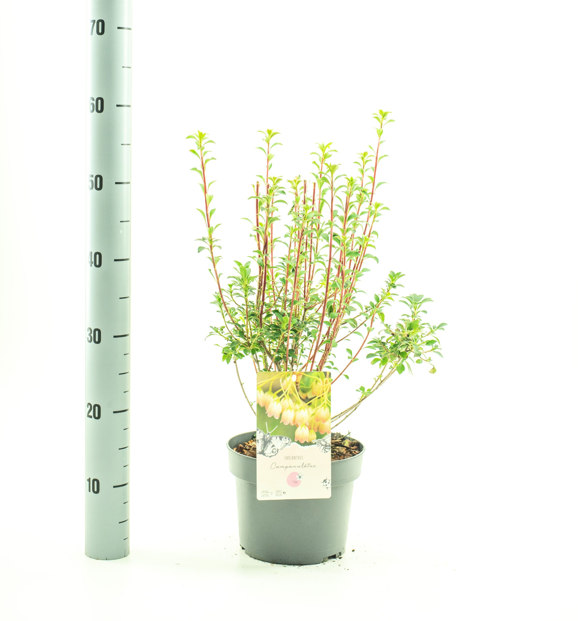 Enkianthus campanulatus, D 19 cm