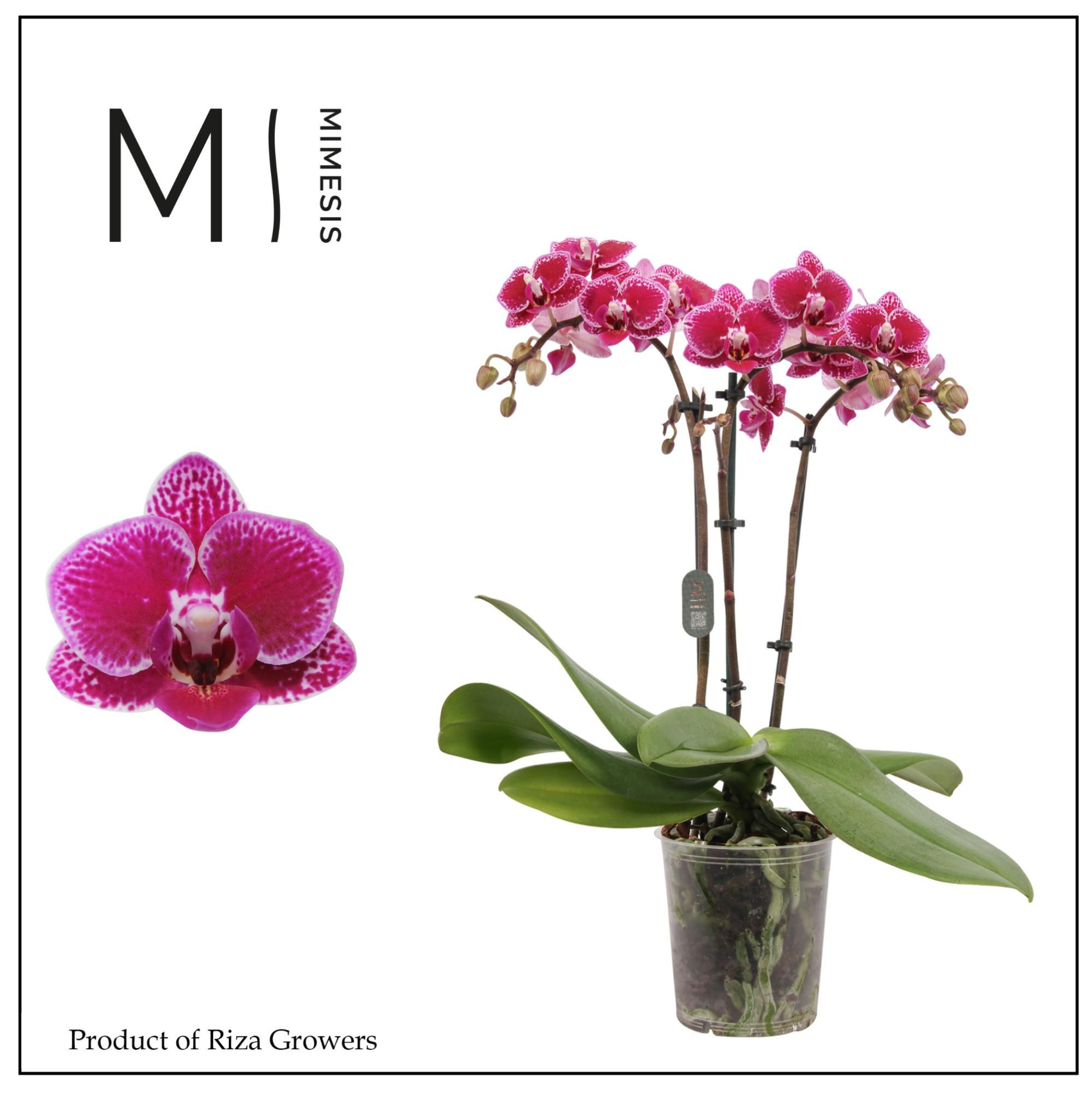 Phalaenopsis Hornglin 3 spike - 9cm | Mimesis, D 9 cm