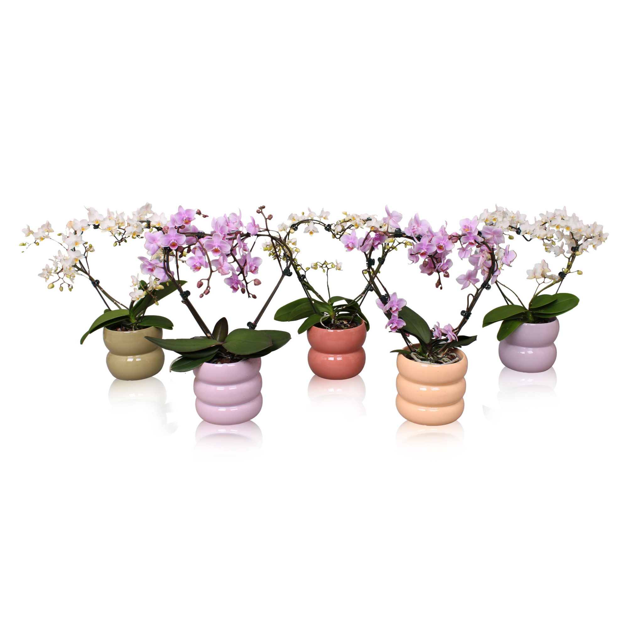 Phal. Multi vorm mix "Blossoming Heart" in BGC951 Bollenpot, D 12