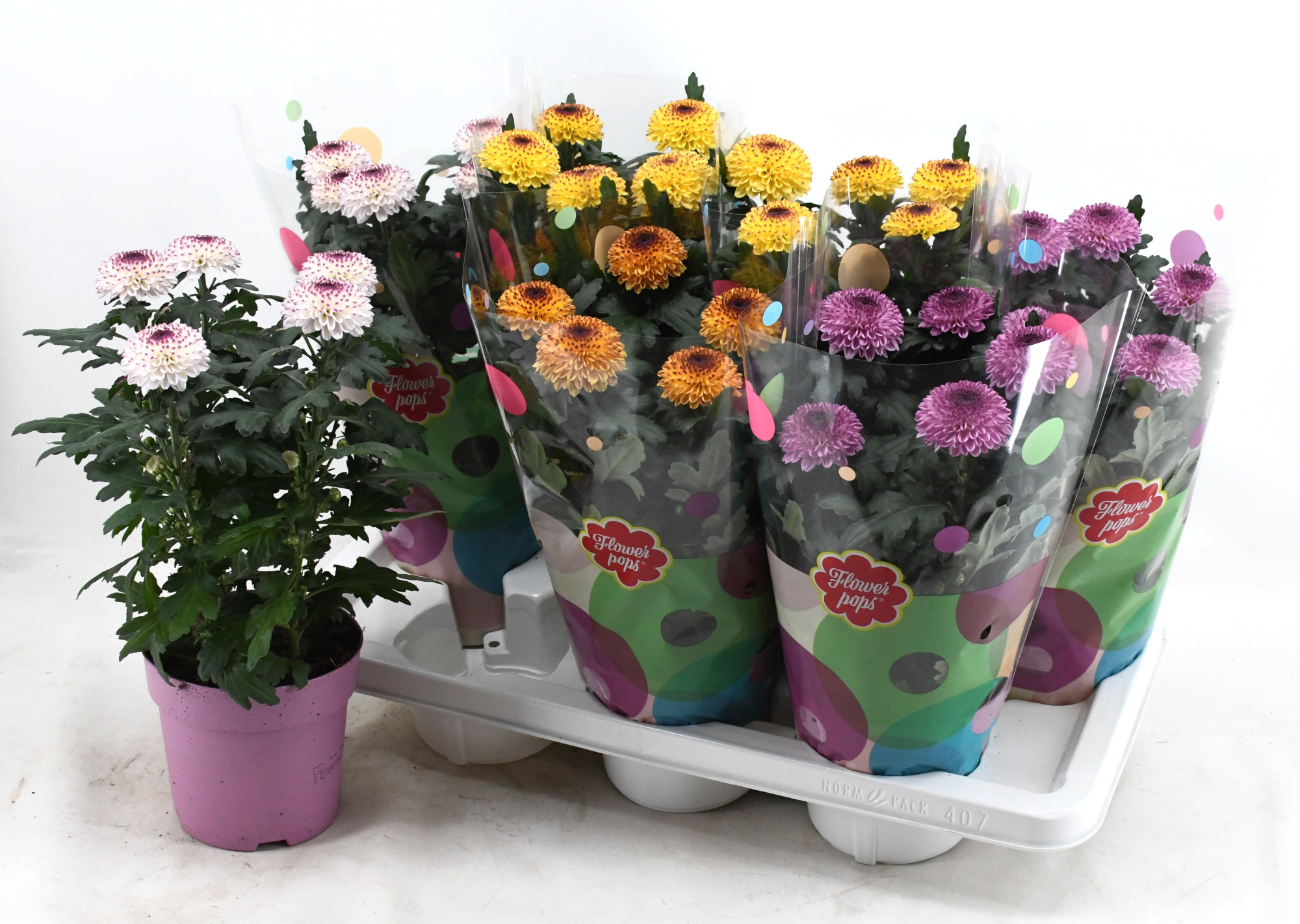 Flowerpops Abbey Mix, D 14 cm