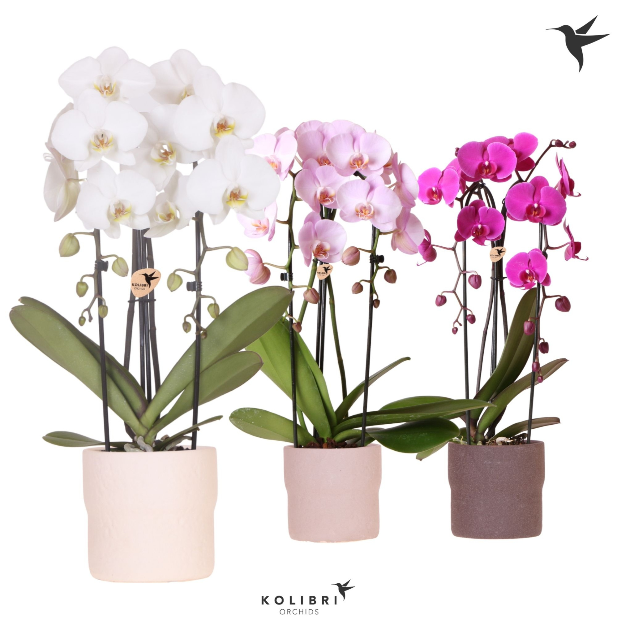 Kolibri Orchids Cascade Niagara Fall mix 2 spike in Rustic pot mix, D 12