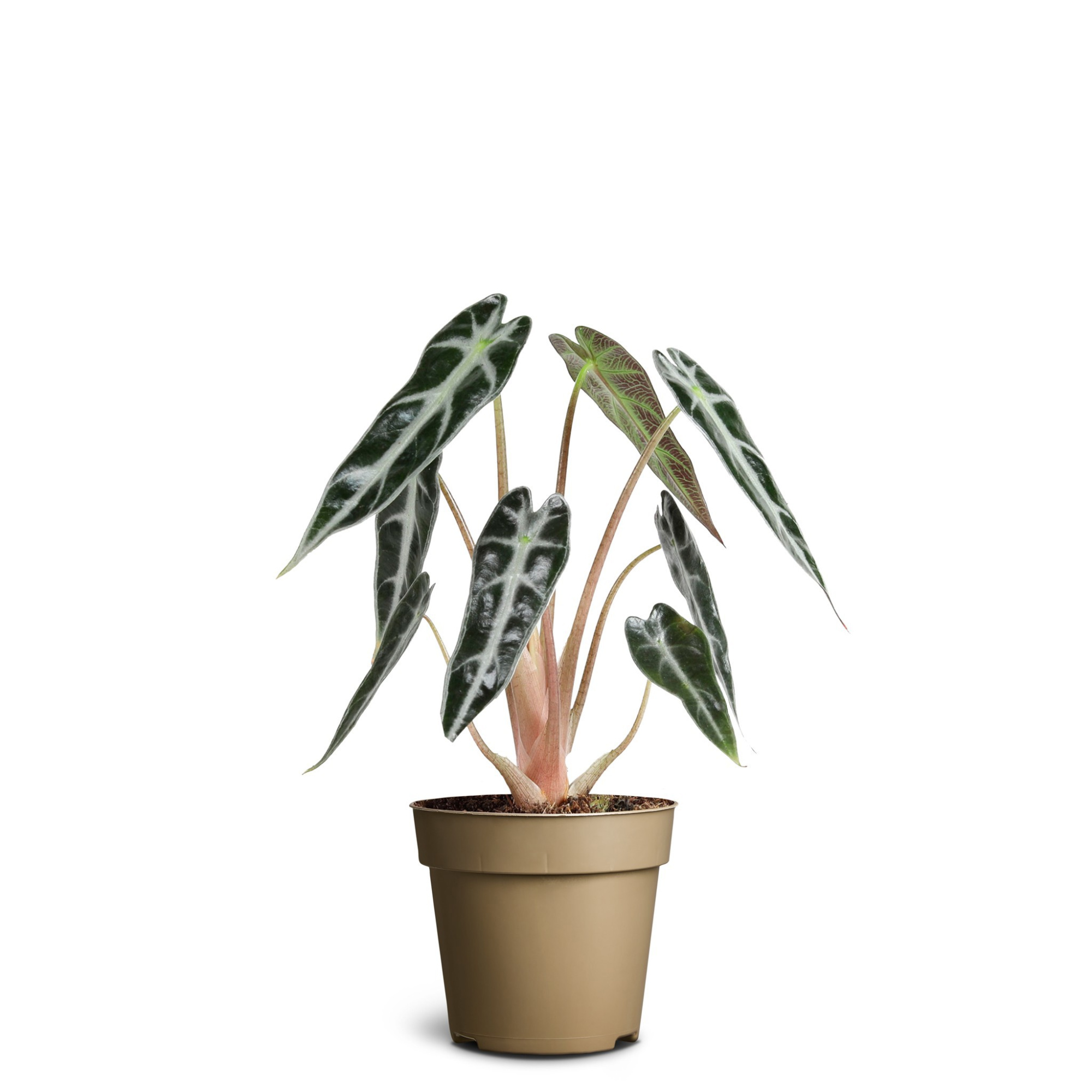 Alocasia Bambino, D 11