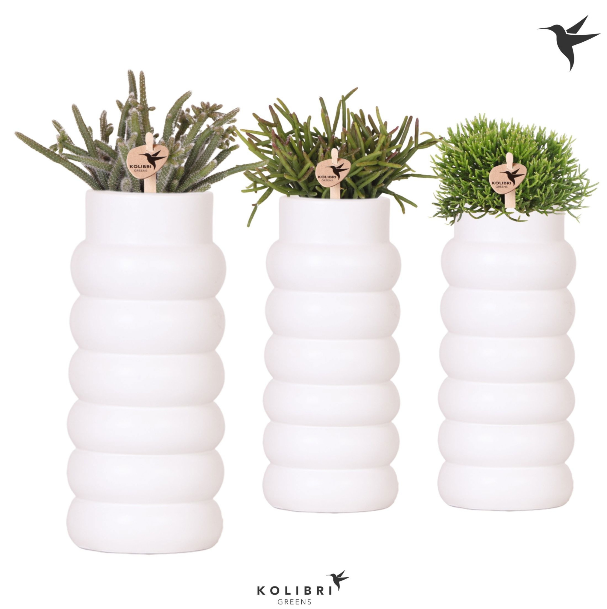 Kolibri Greens Rhipsalis mix in Bubble Fall pot white, D 9