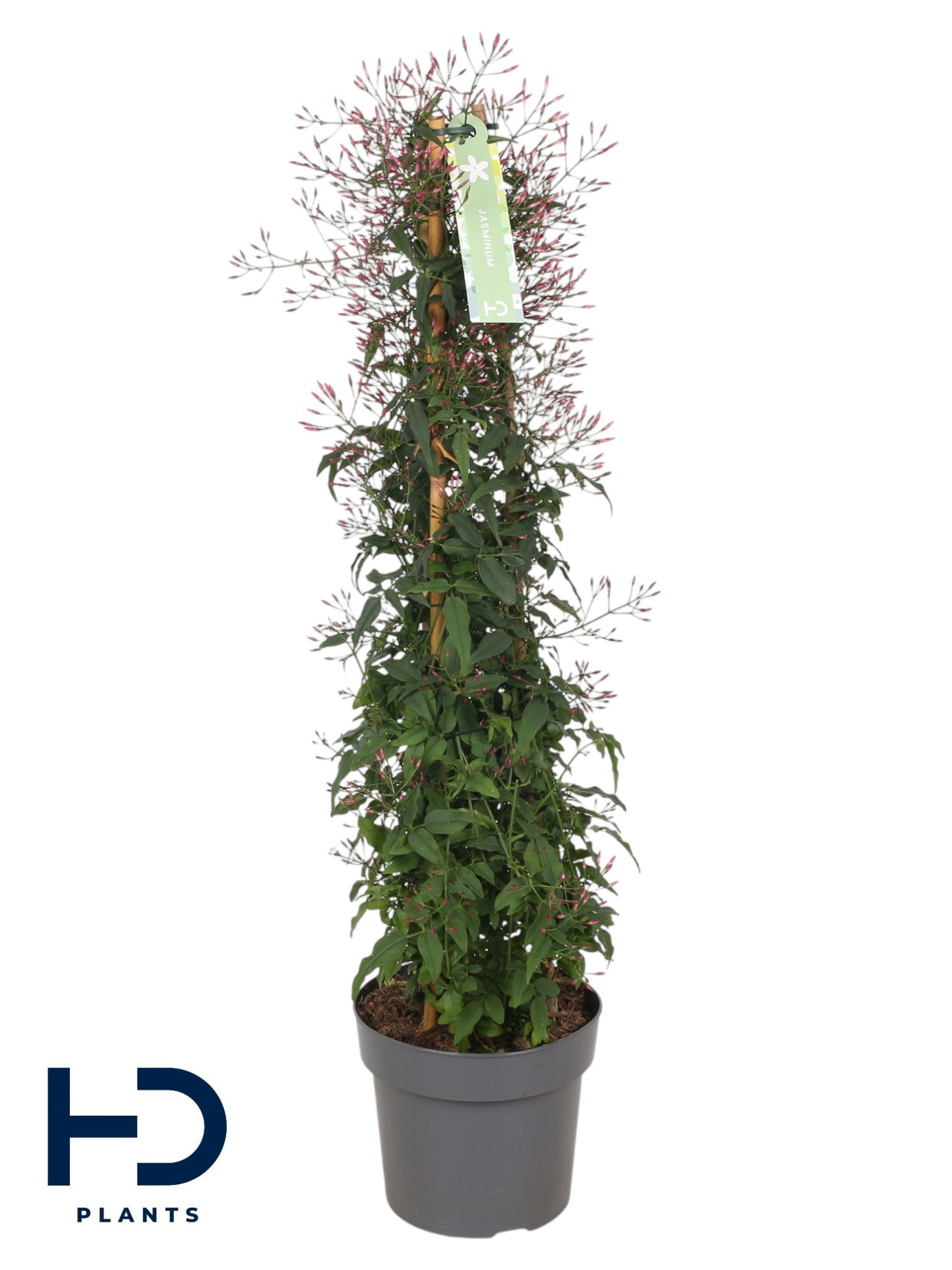 Jasminum Passion Dark Pink piramide 500 knop p17 (Jasmijn), D 17
