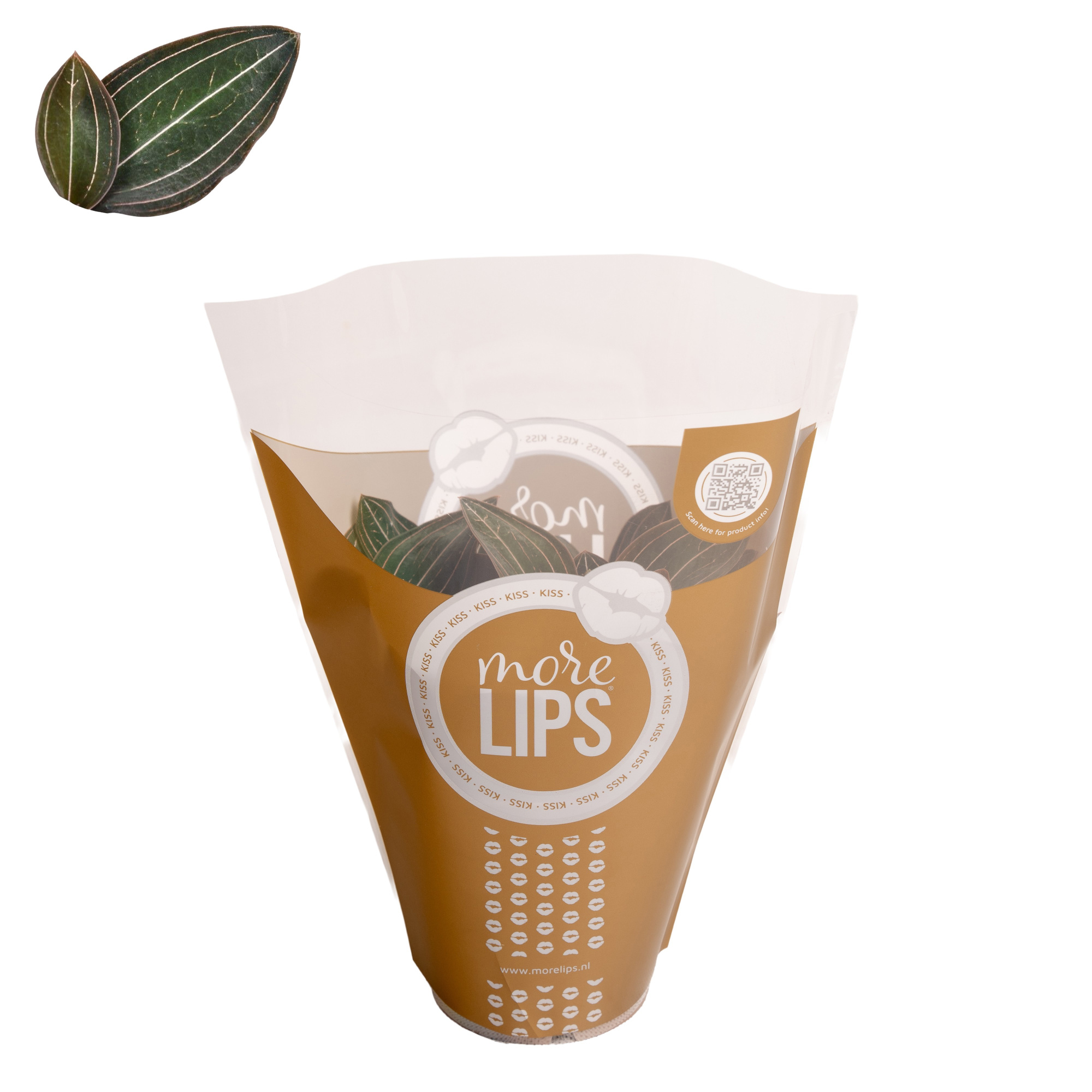 Ludisia Discolor met goud ML hoes, D 12