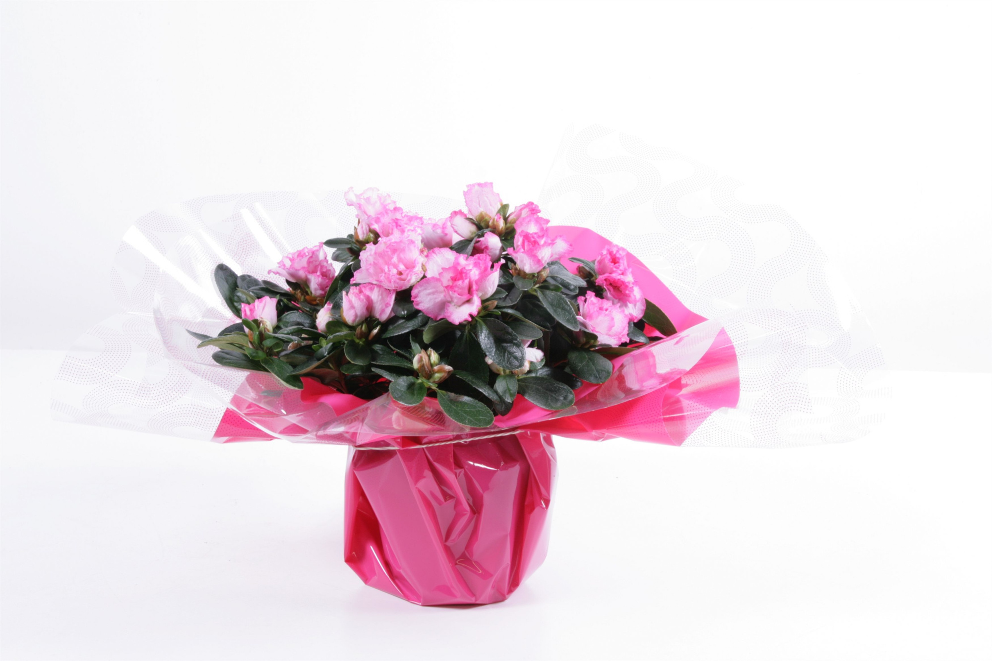 107 : Azalea mix kleuren p12 in rondella roze Flashy Vibes Valentijn / Moederdag, D 12