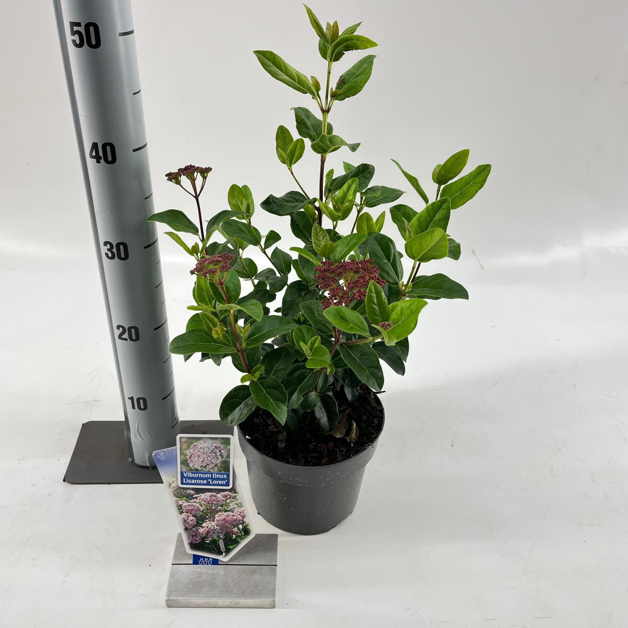 Viburnum tinus Lisarose ('Loren'PBR), D 17 cm