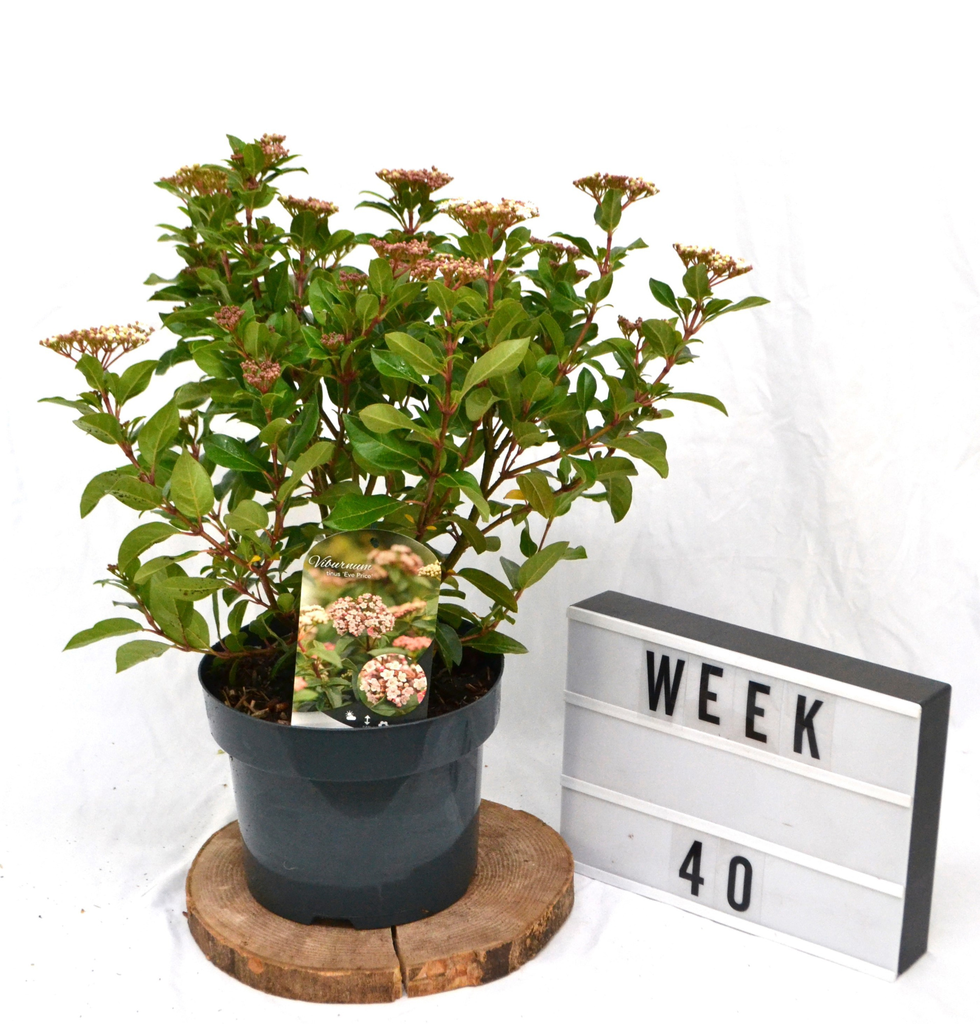 Viburnum tinus 'Eve Price' C5 40-50, D 23 cm