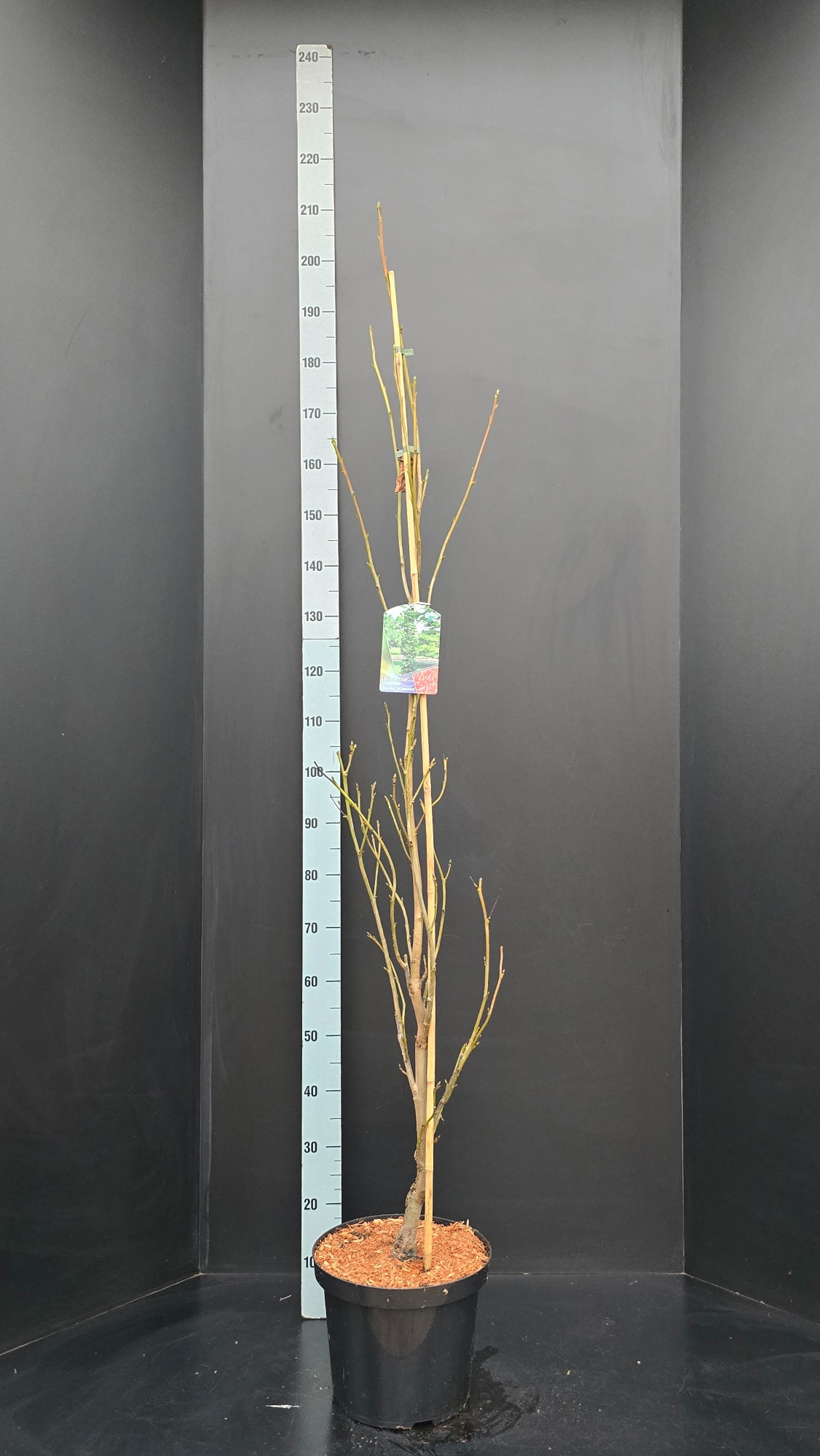 Liquidambar styraciflua Slender Silhouette, D 29