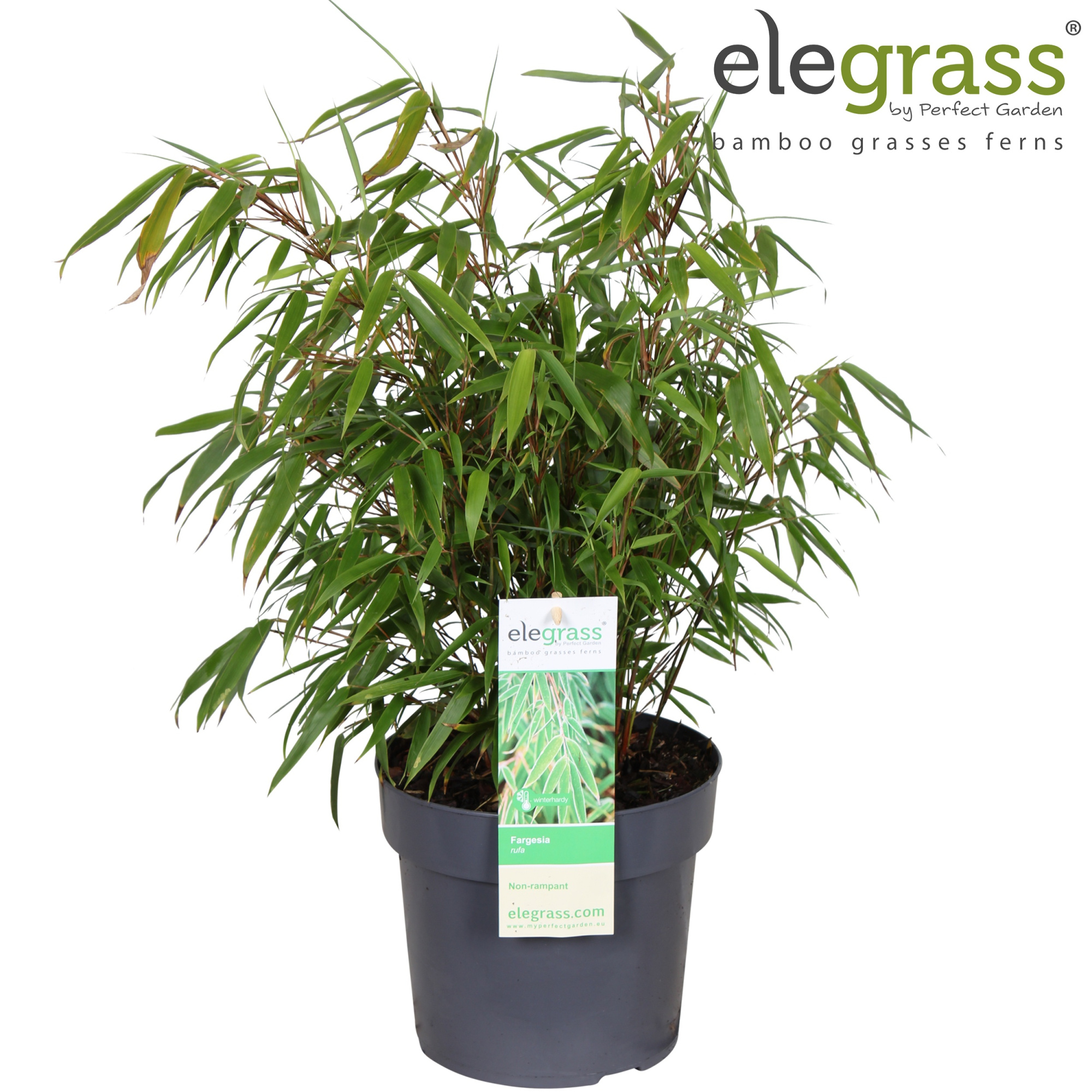 Fargesia rufa P19, D 19 cm