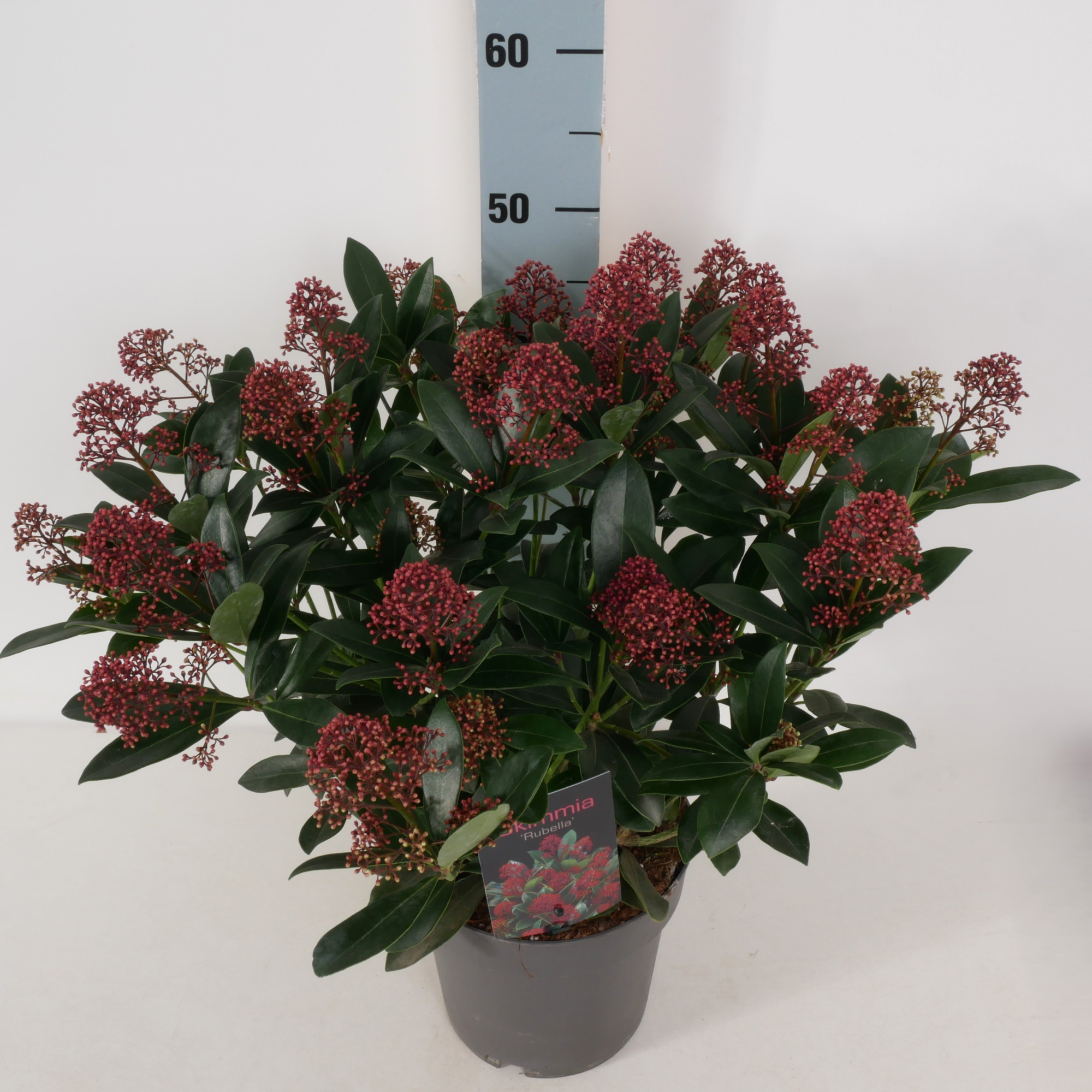 Skimmia jap. 'Rubella' P22, D 22