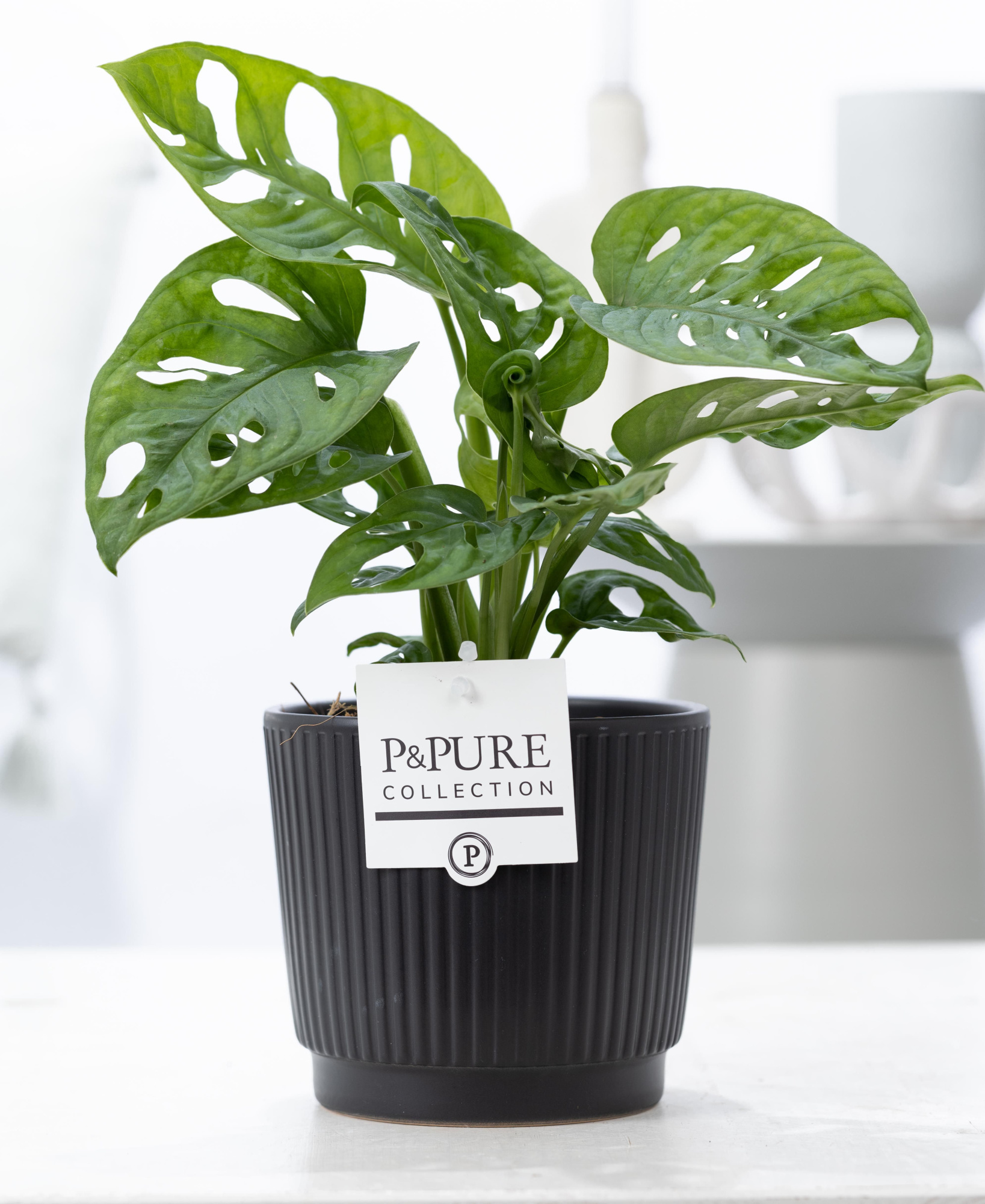 Monstera Adansonii in P&PURE Liv cer. matt black, D 12