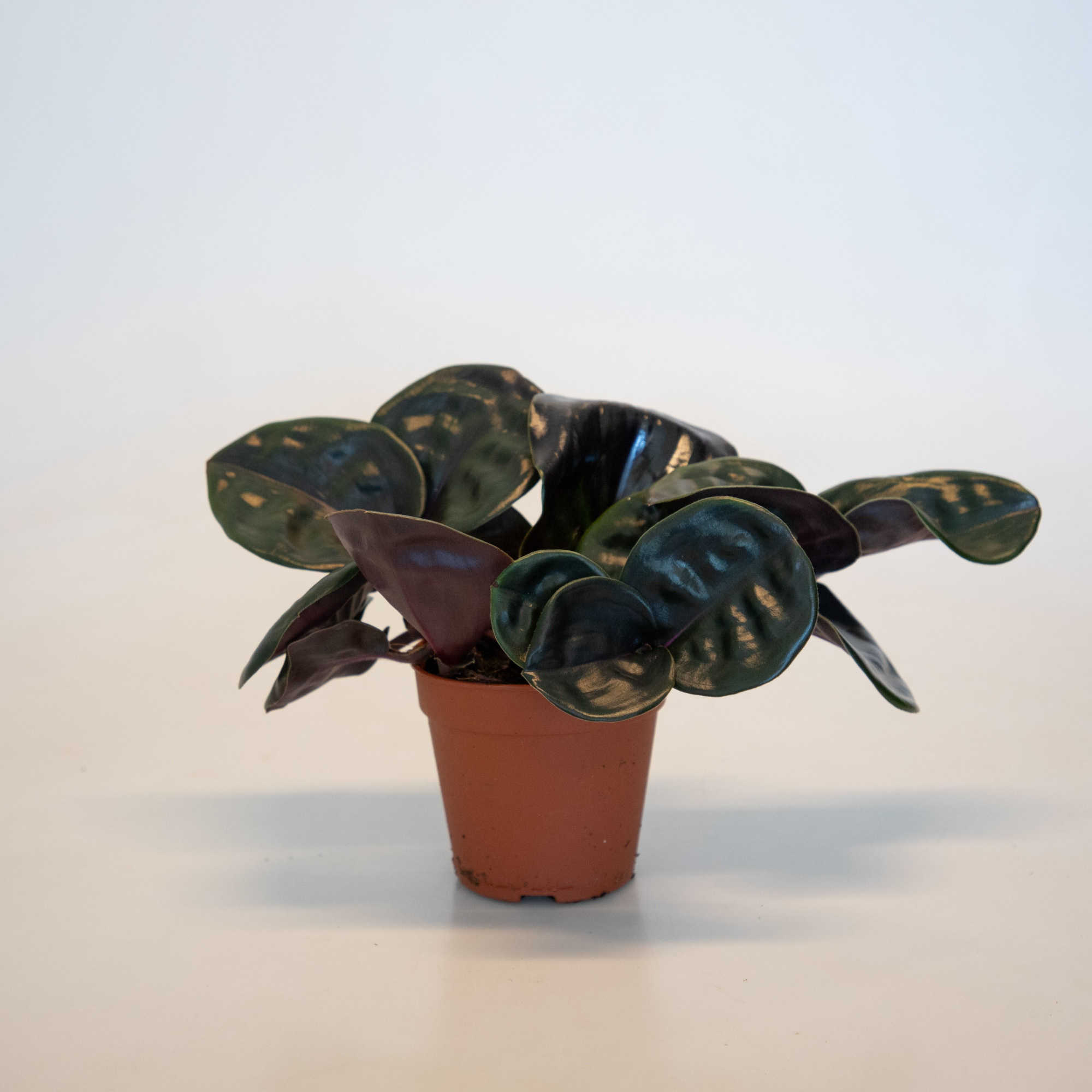 midnight pearl, D 12 cm