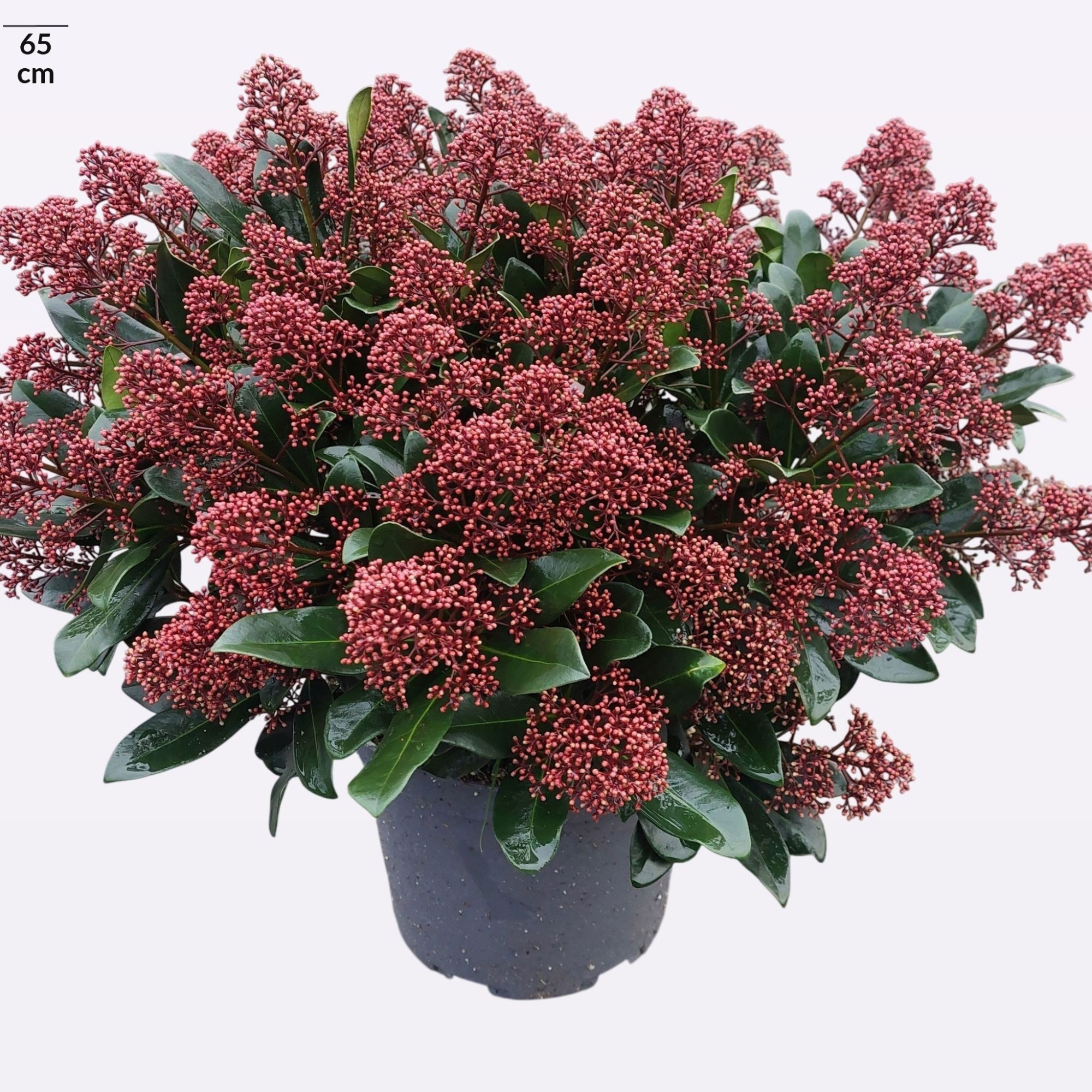 Skimmia japonica 'Rubella' 50+, D 29 cm