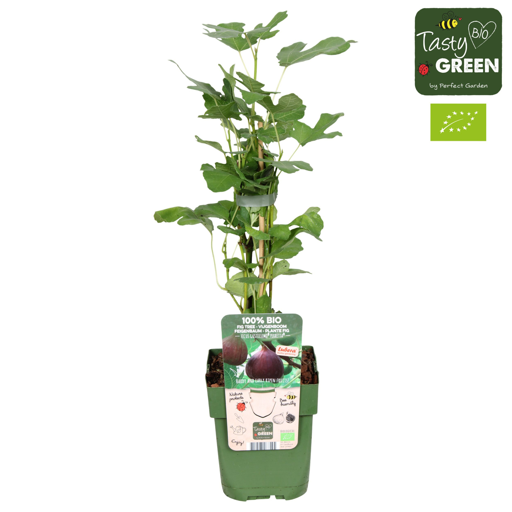 Ficus Gustissimo® Perretta® Bio P13, D 13 cm