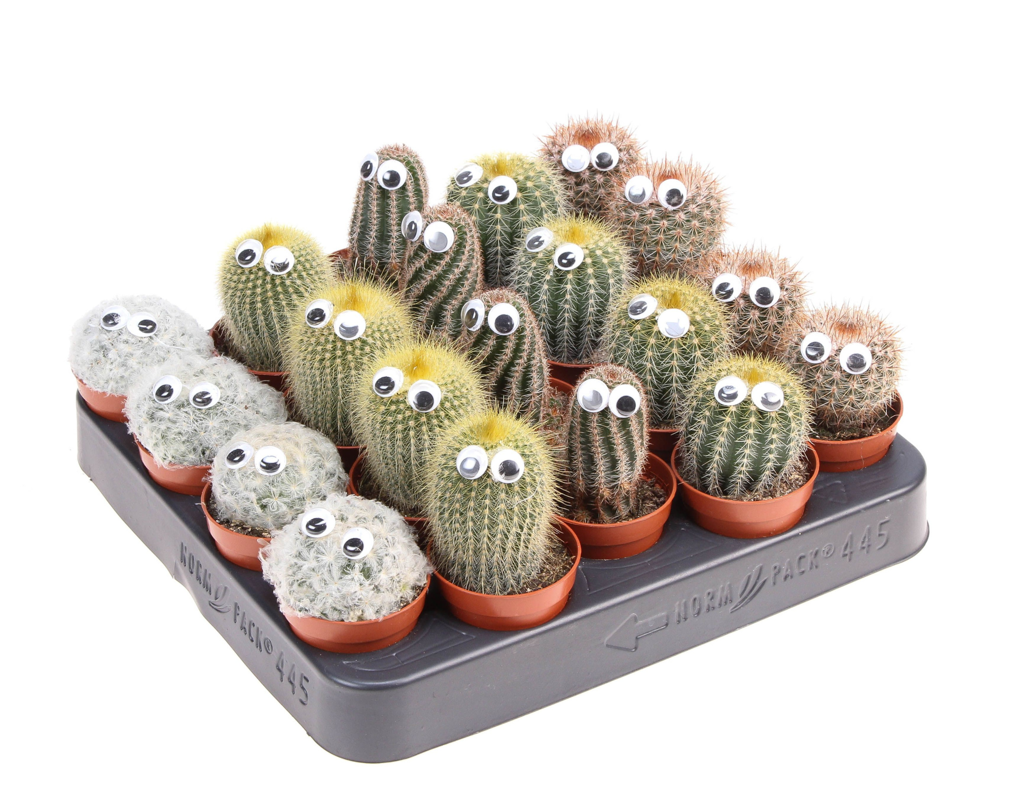 Cactus decoratie oogje, D 5,5 cm