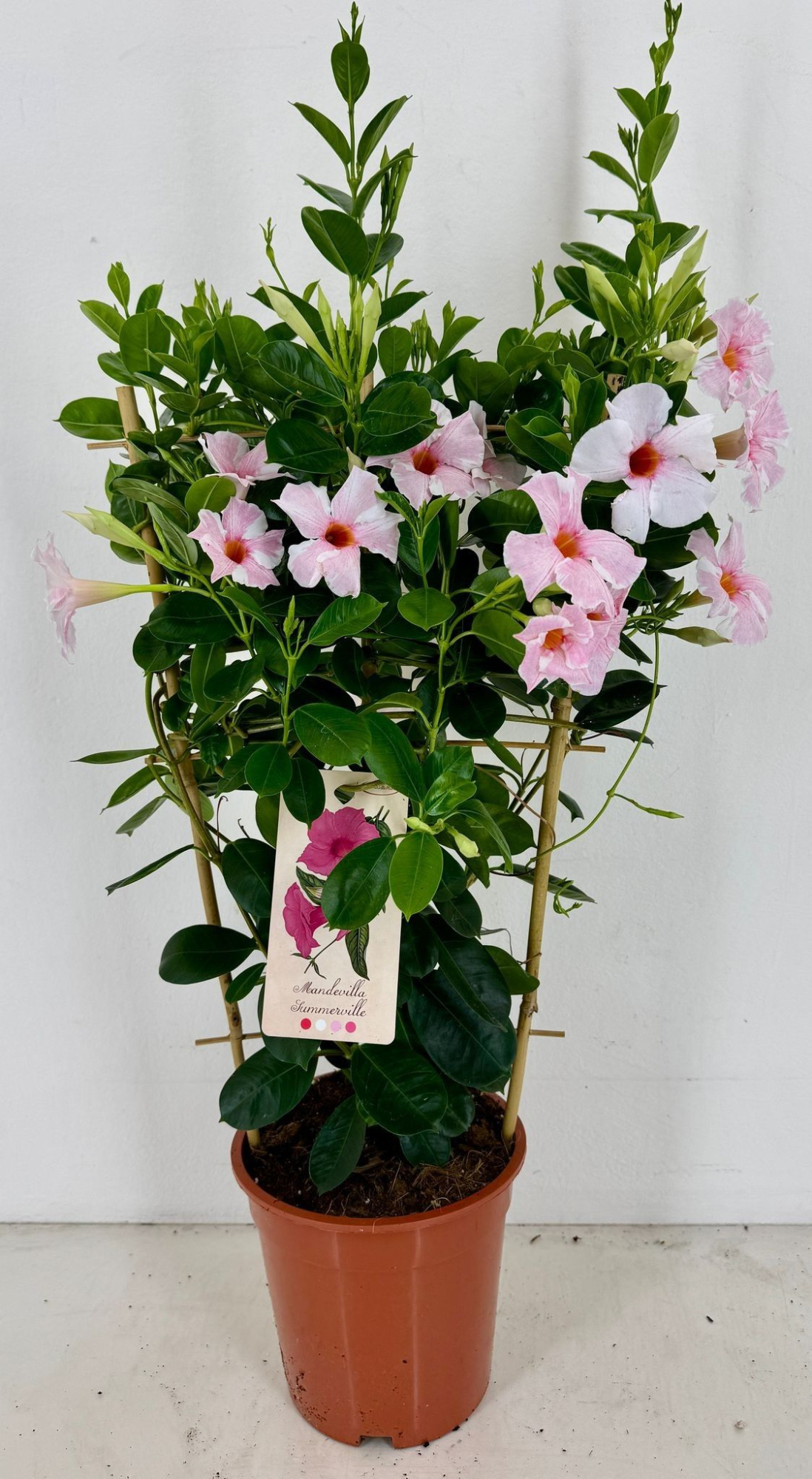 p19 Sundaville Early Cream Pink rek, D 19