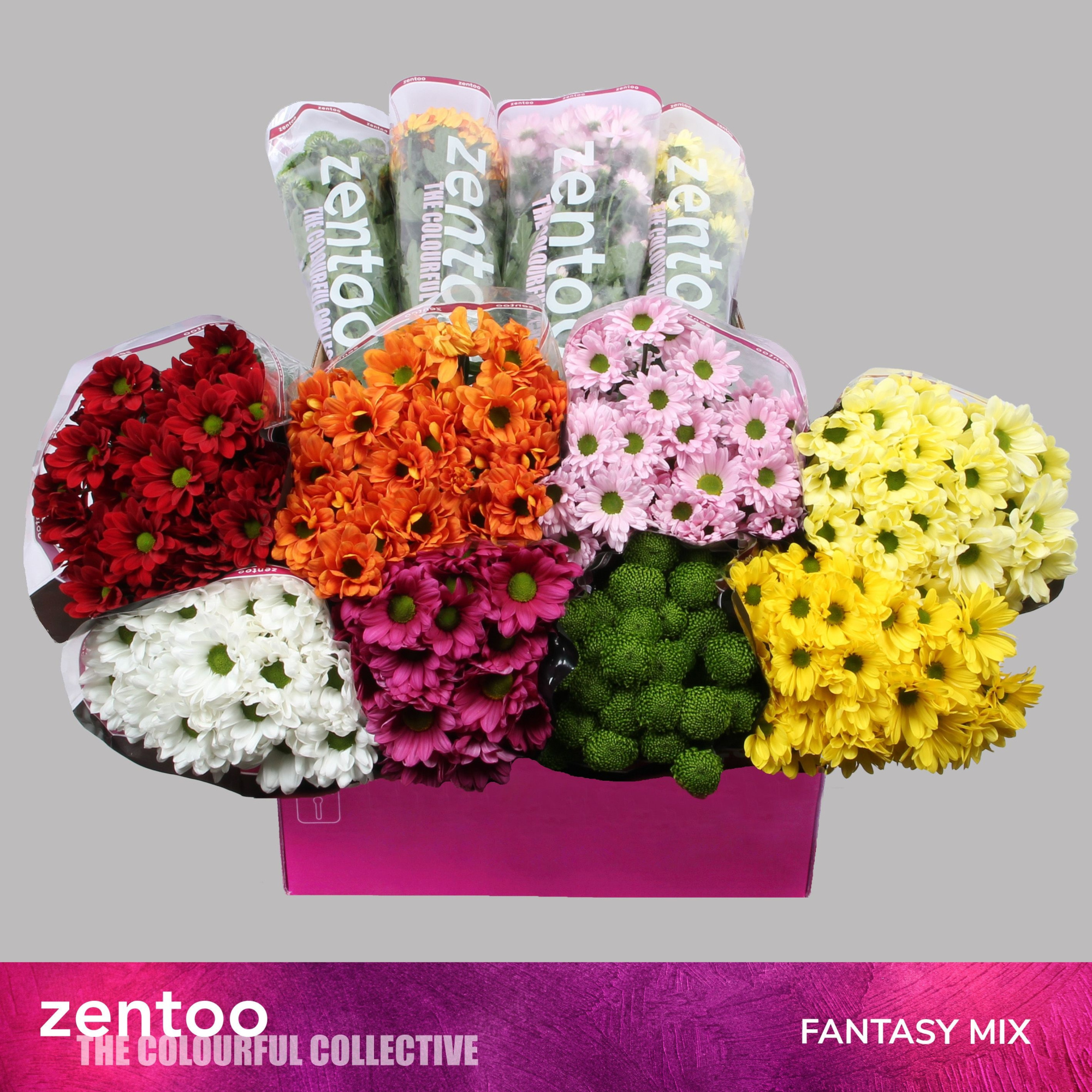 Хризантема куст. Микс 70, шт.