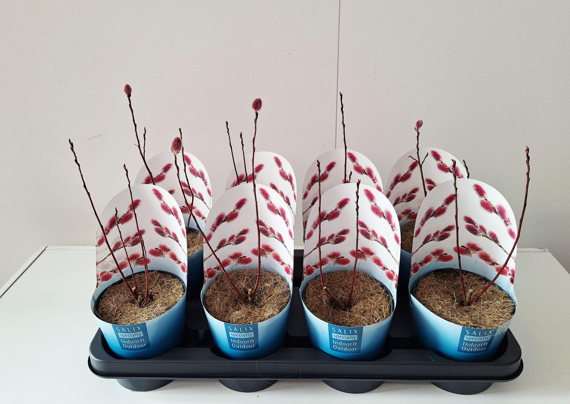 Salix Mount Aso bush p12 potcover, D 12