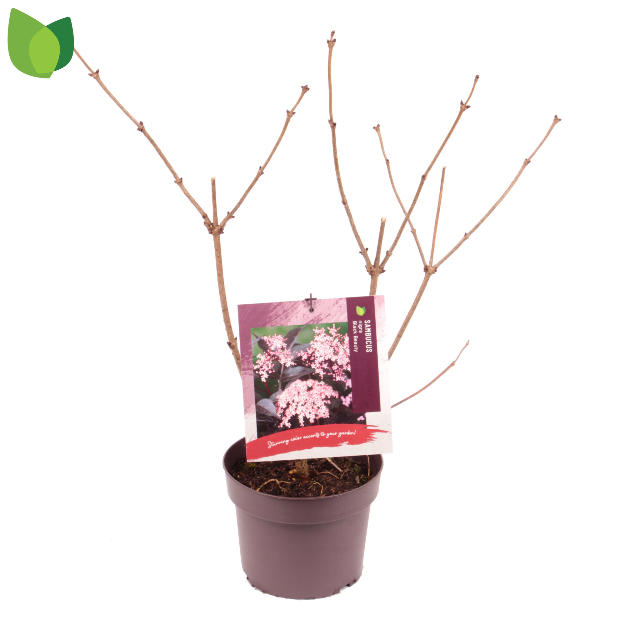 Sambucus nigra 'Black Beauty' C3/P19, D 19