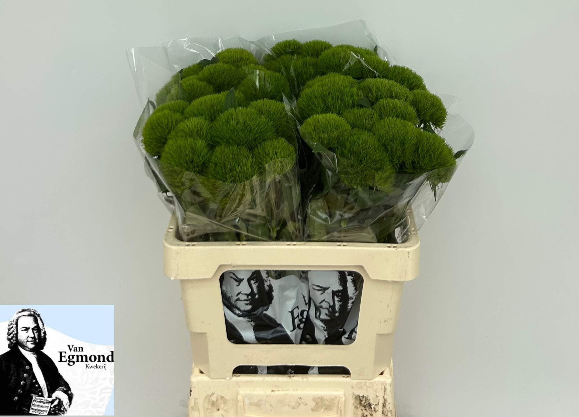 Диантус Барбатус Грин Вики 60, шт.