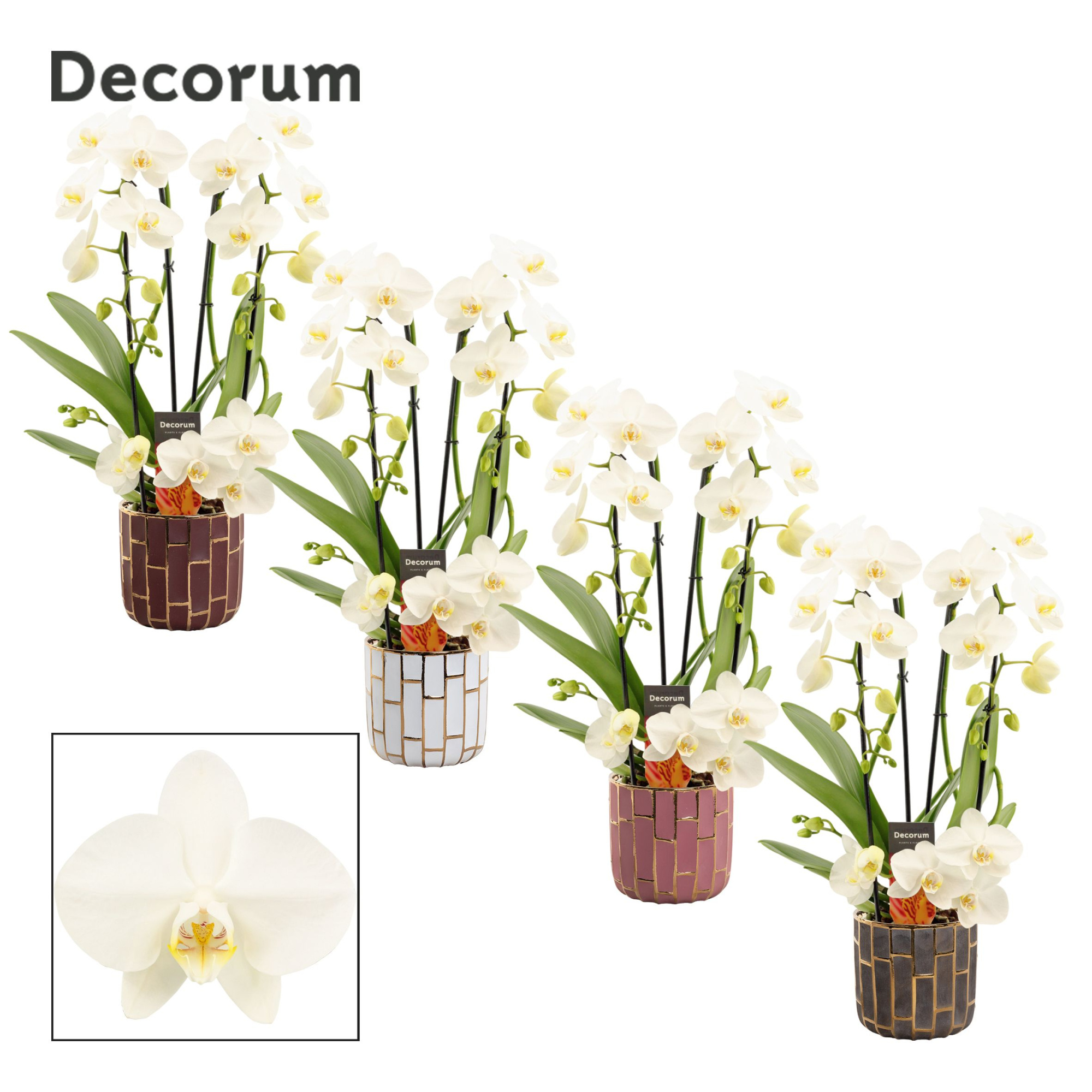 Phalaenopsis twirl wit in Pascalle (Luxury world-collection), D 12 cm