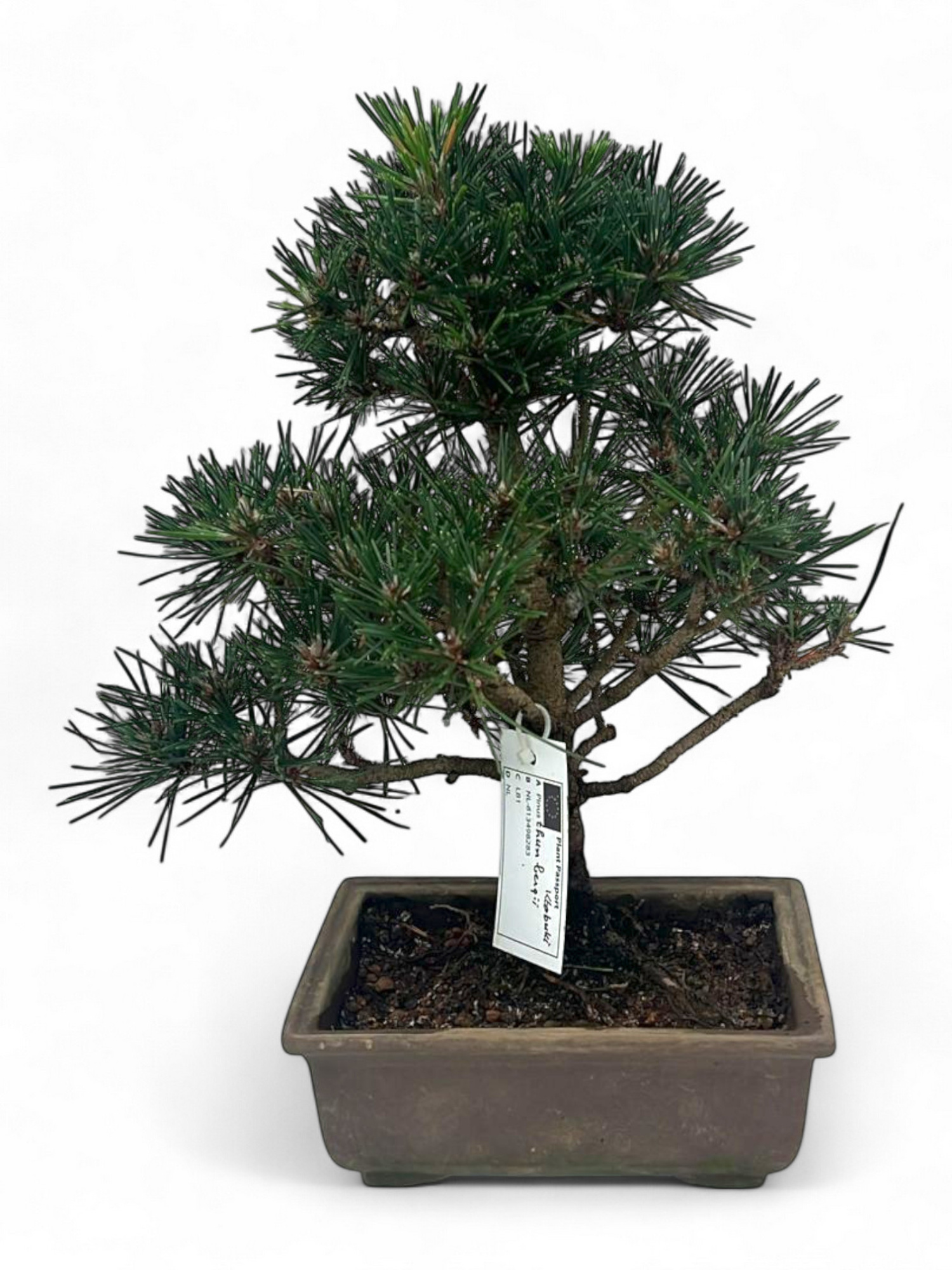 Pinus thunbergii "Kotobuki", pot 18cm. Height 35cm. (single item), D 18