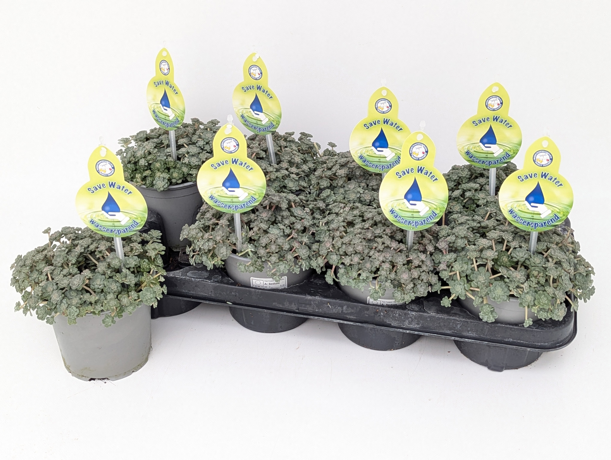 Sedum spathulifolium Cape Blanco T13, D 13