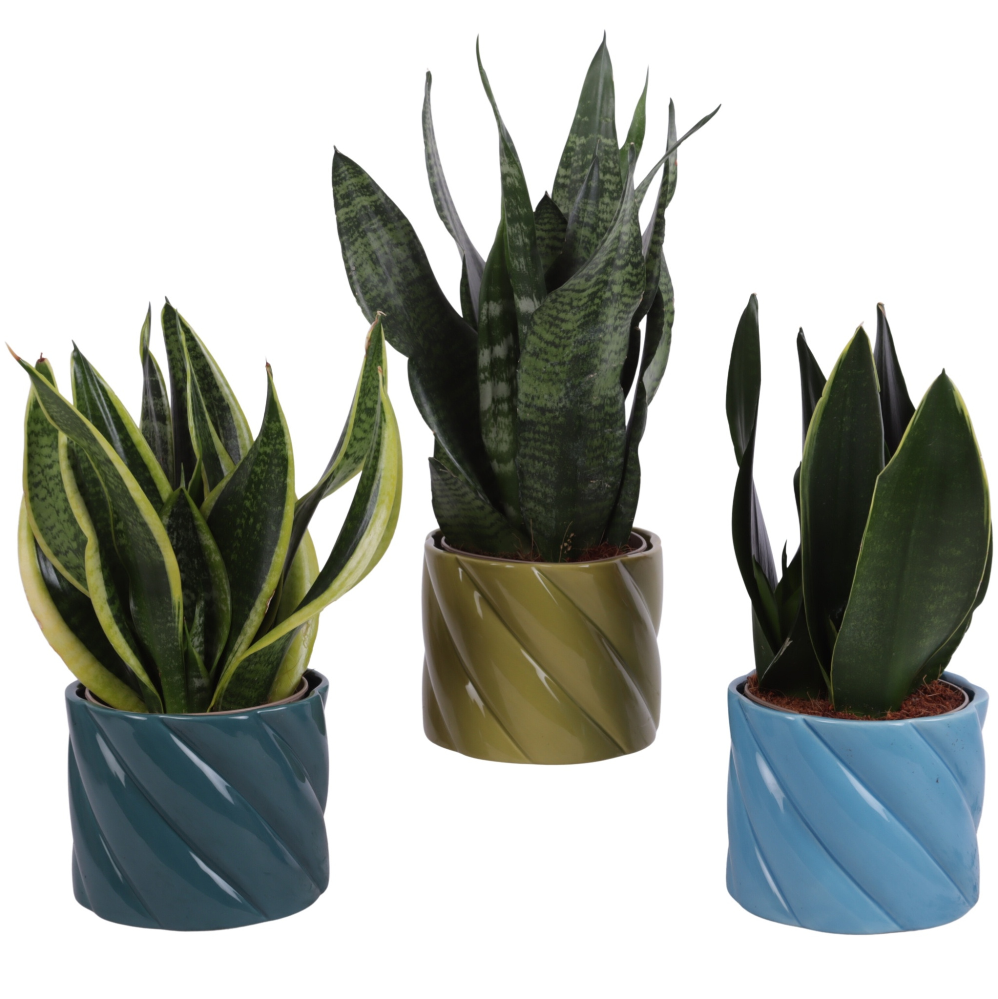 Sansevieria mix Ø12cm in Ø14cm Ceramic FB674, D 14