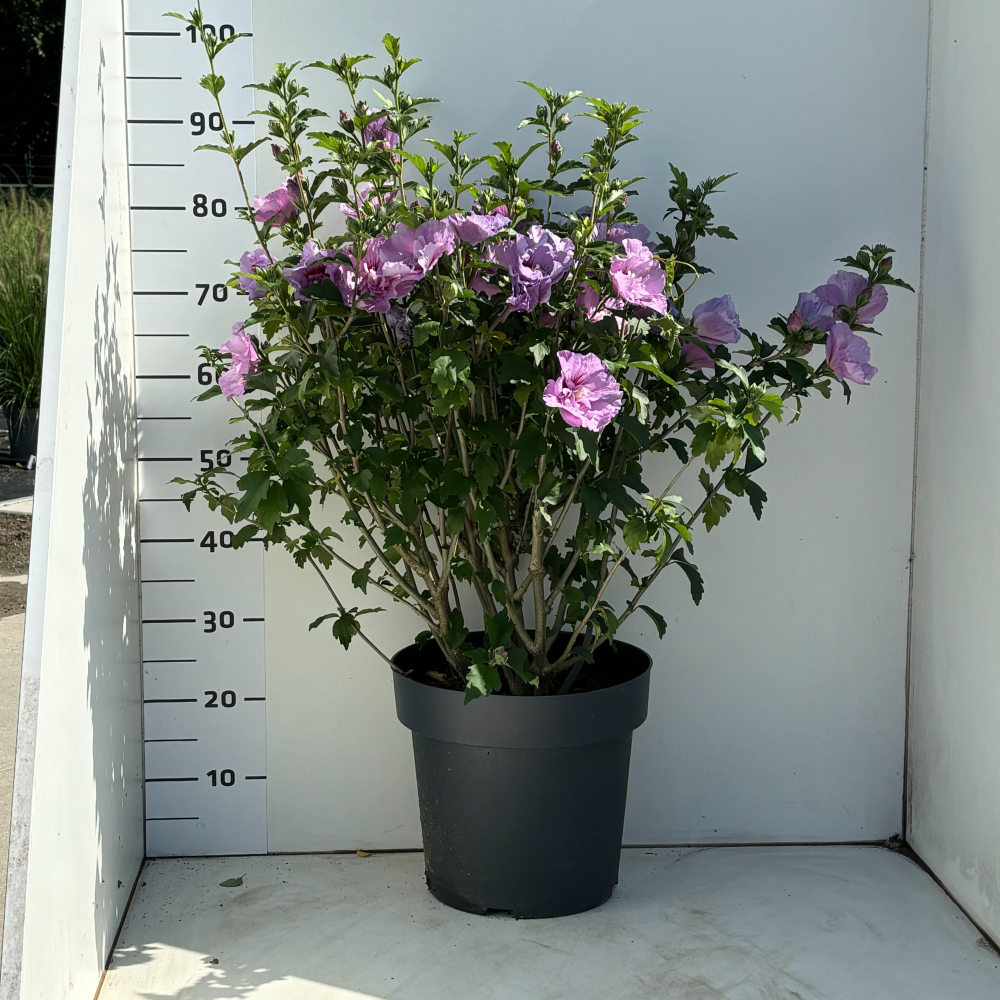 HibiscussyriacusLavenderChiffon, D 31