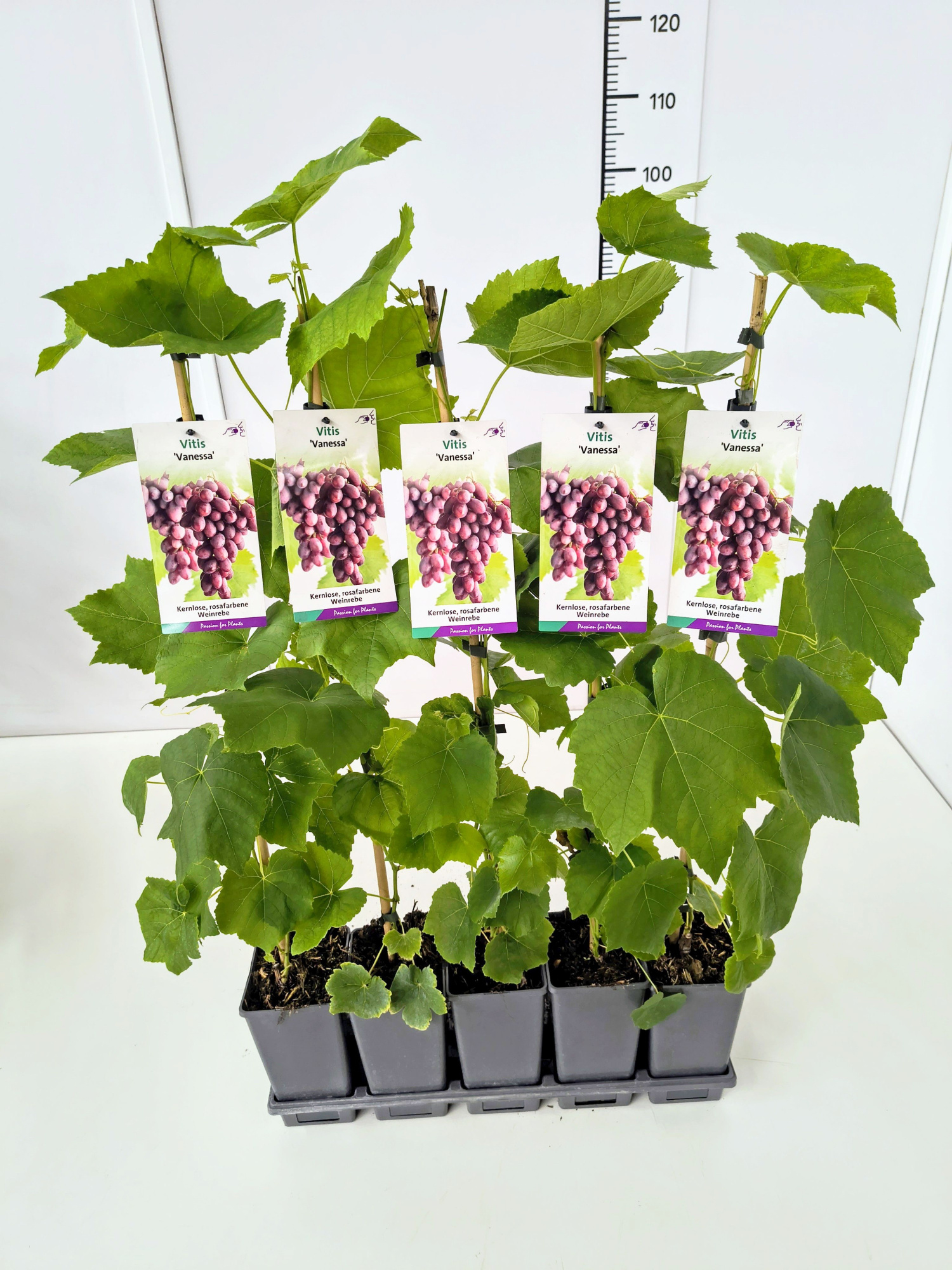 Vitis 'Vanessa' 80CMC2, D 17 cm