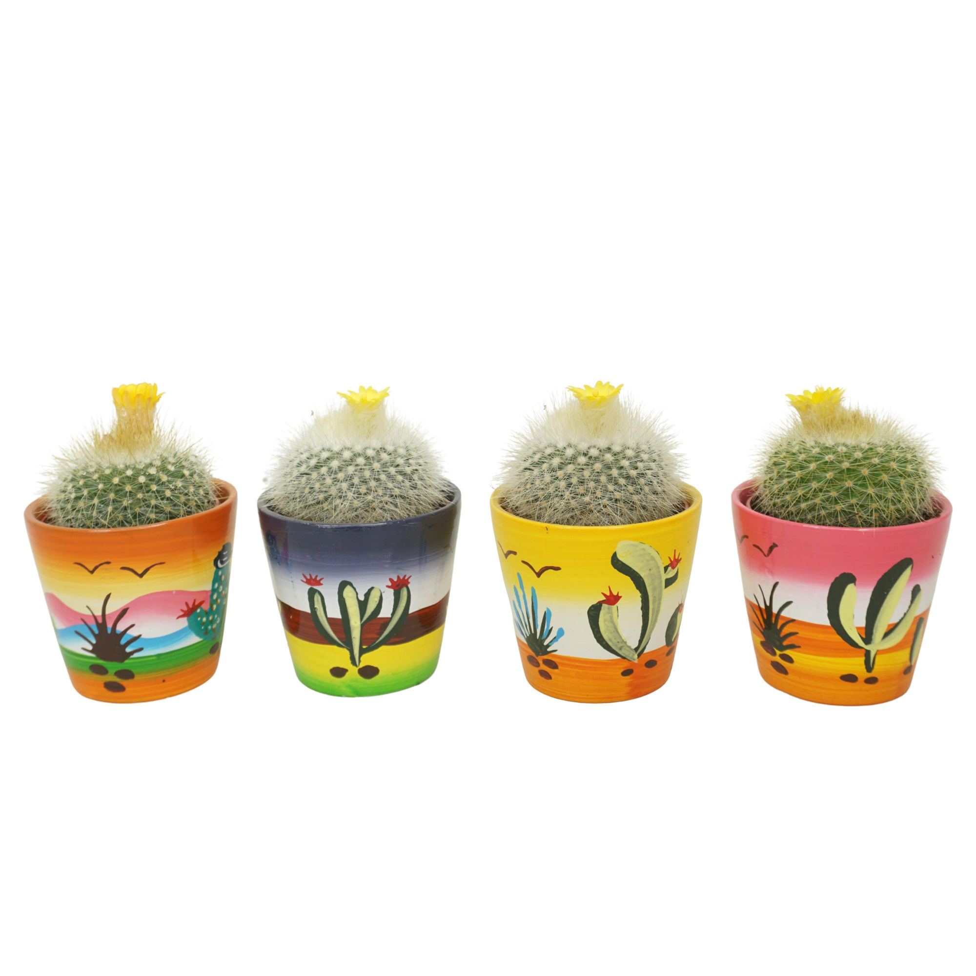 Parodia bloeiend in 8 cm 'Decorpotje', D 7