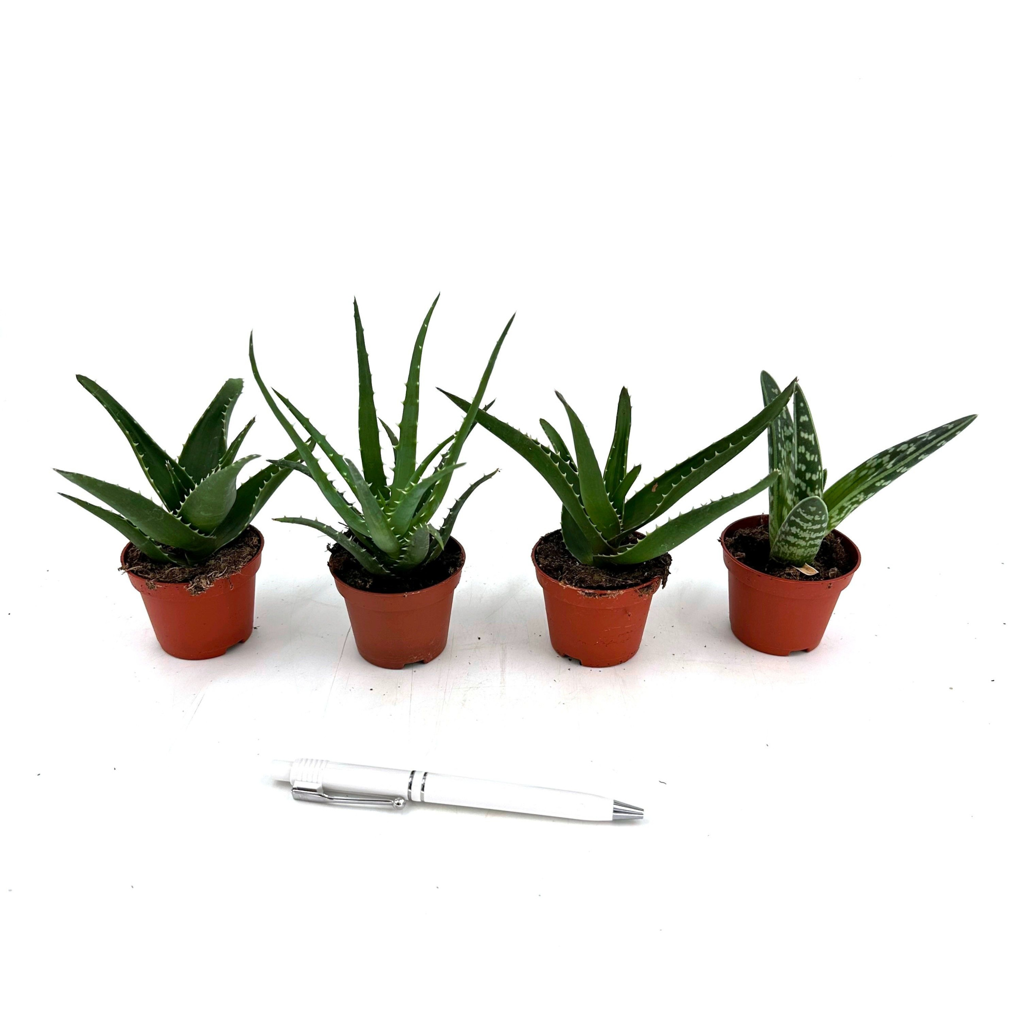 Mini Aloe Mix 6 cm, D 6 cm