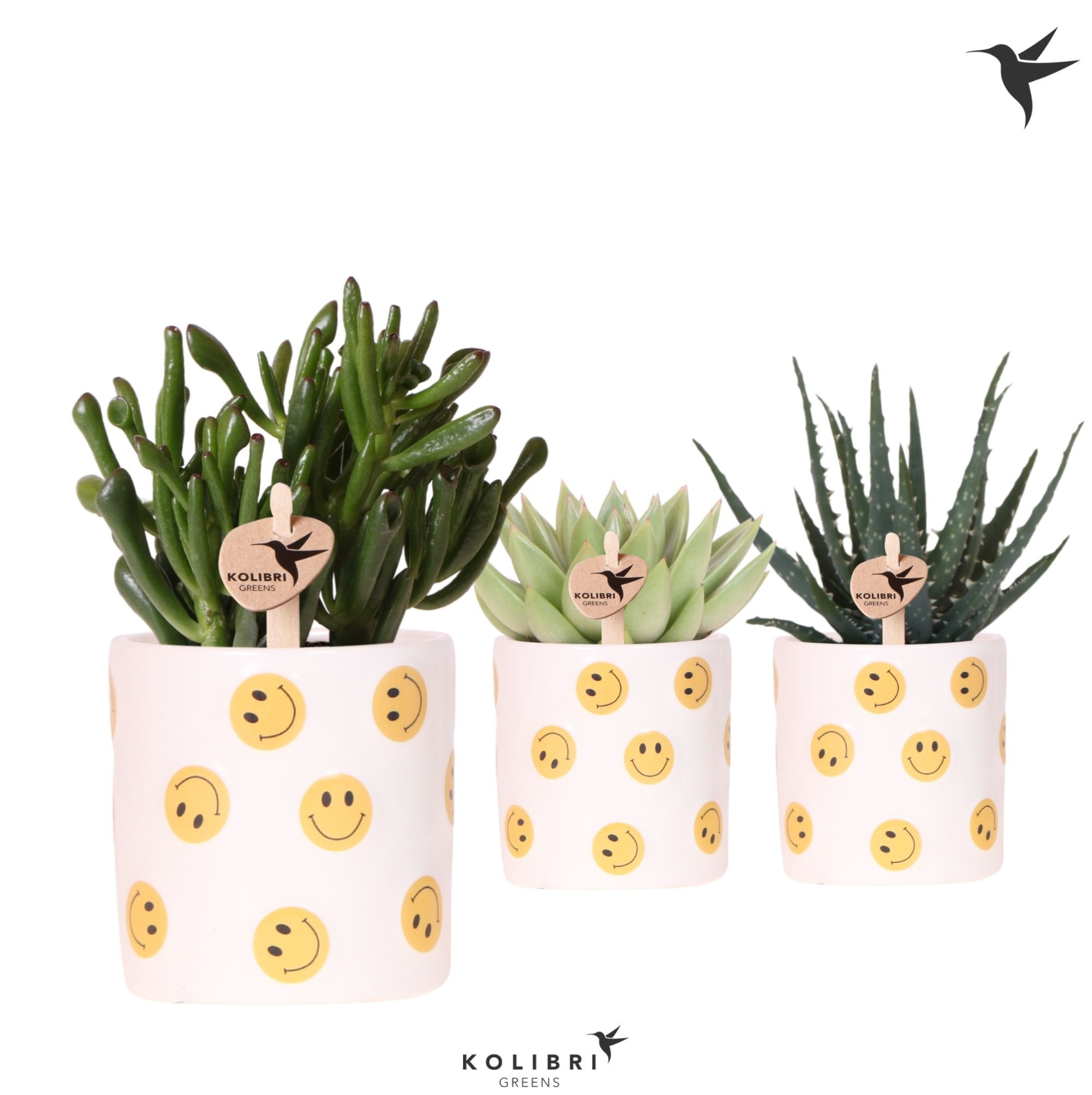 Kolibri Greens Succulenten mix in Smiley pot, D 9 cm