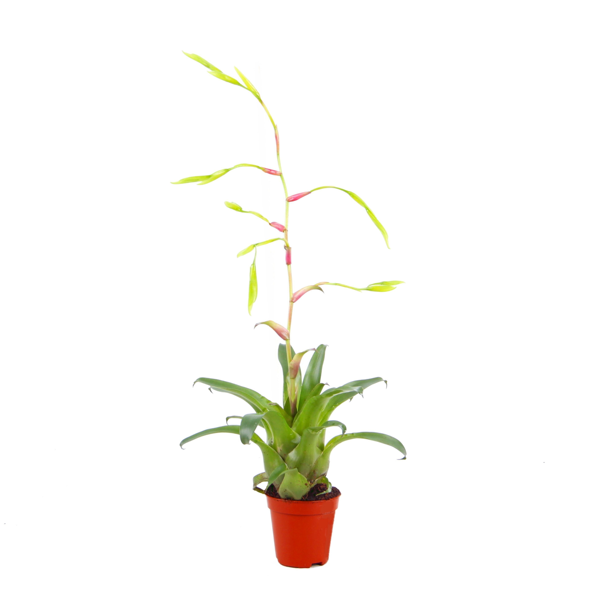 Vriesea Delicatula, D 5,5