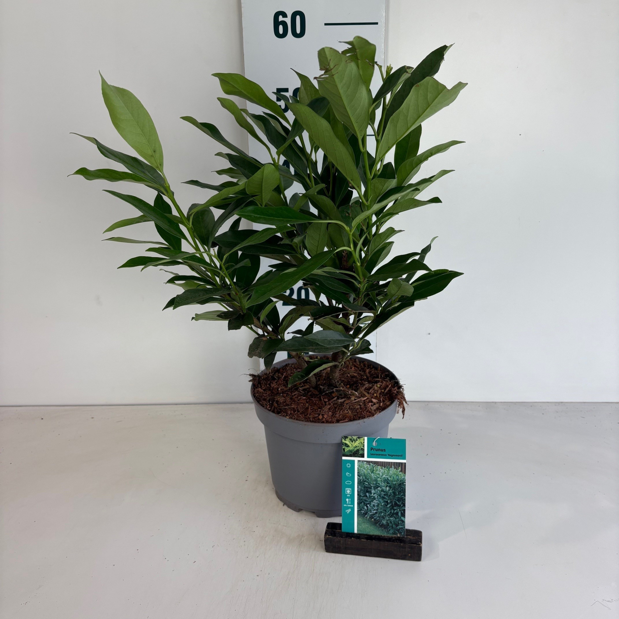 Prunus laurocerasus Reynvaanii, D 20 cm