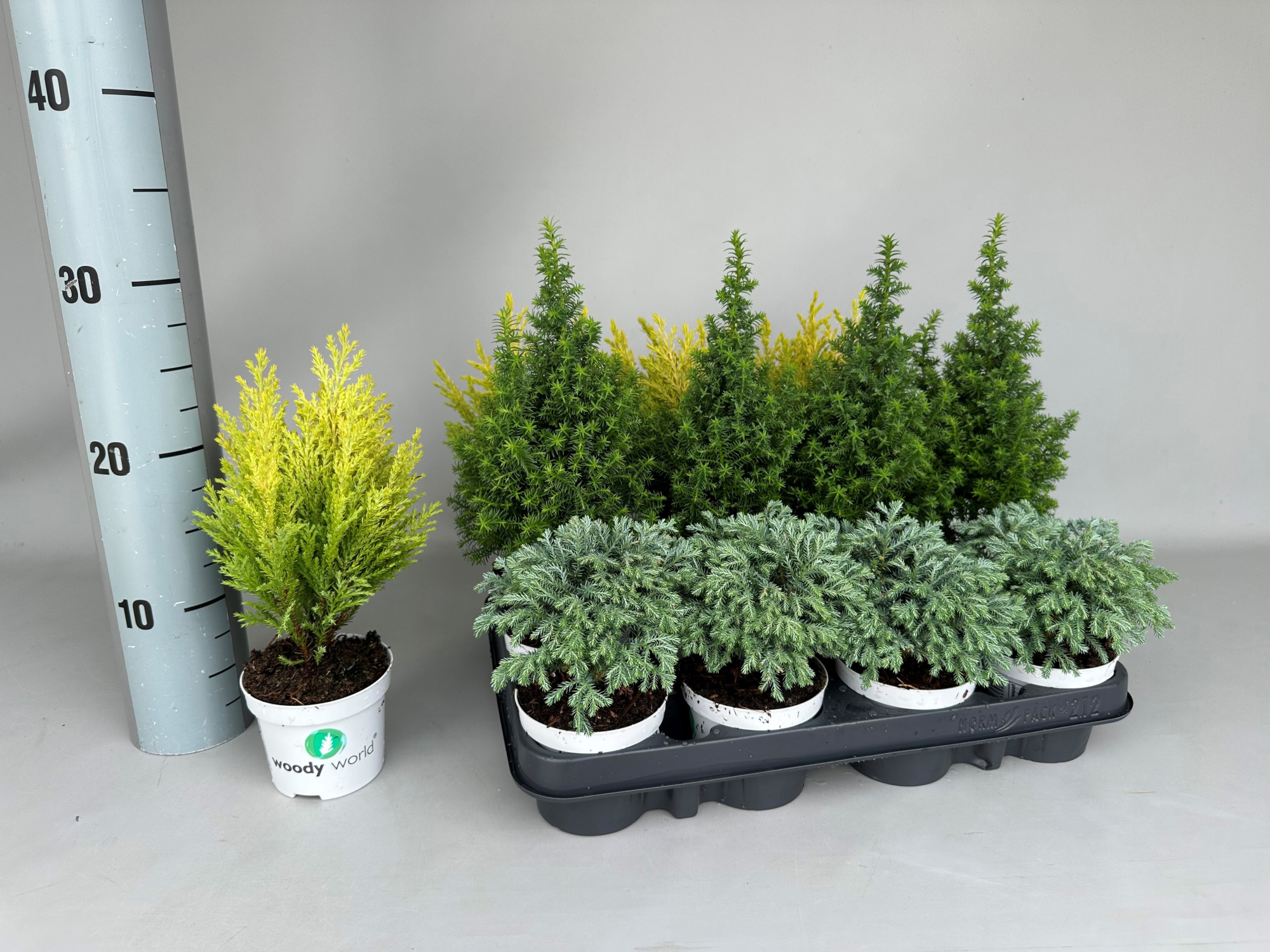 Chamaecyparis Woody World P9, D 9 cm