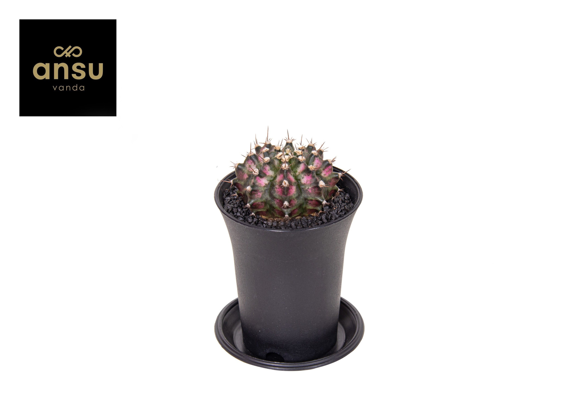 Gymno Cactus 'T-Rex Hybrid Pink', D 7,5 cm