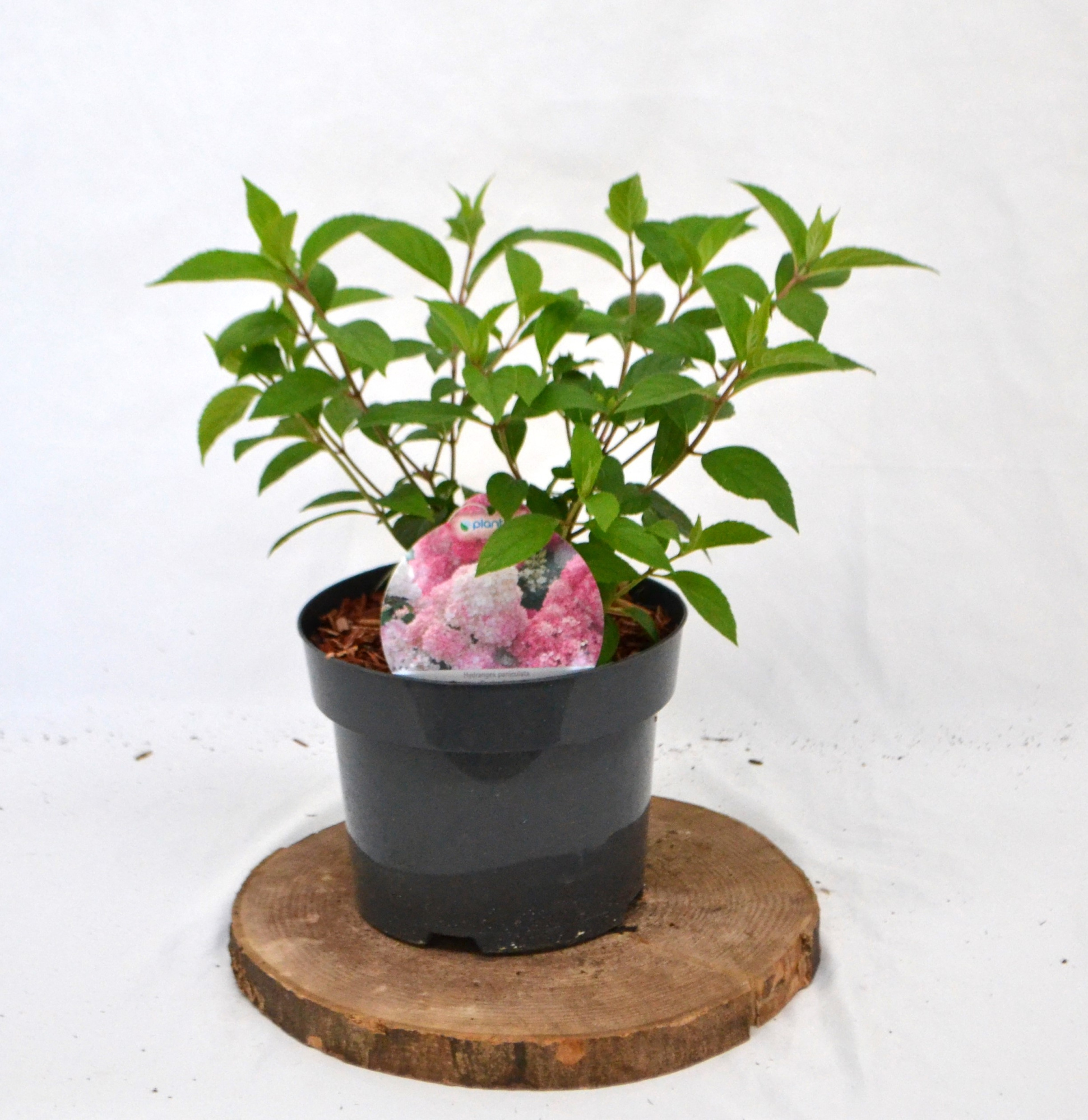 Hydrangea paniculata Vanille-Fraise C2, D 17