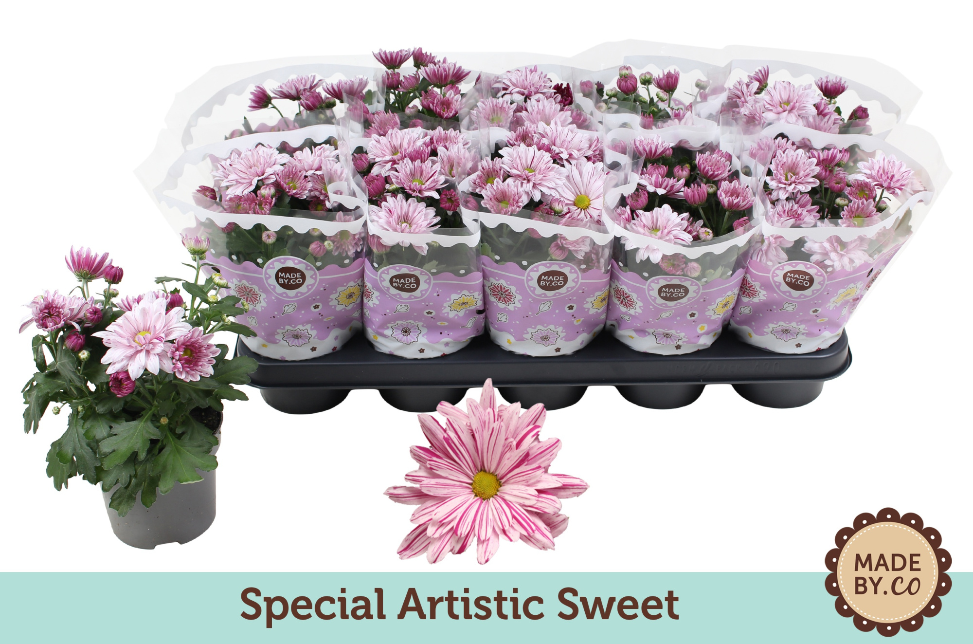Chrysant Special Artistic Sweet, D 12