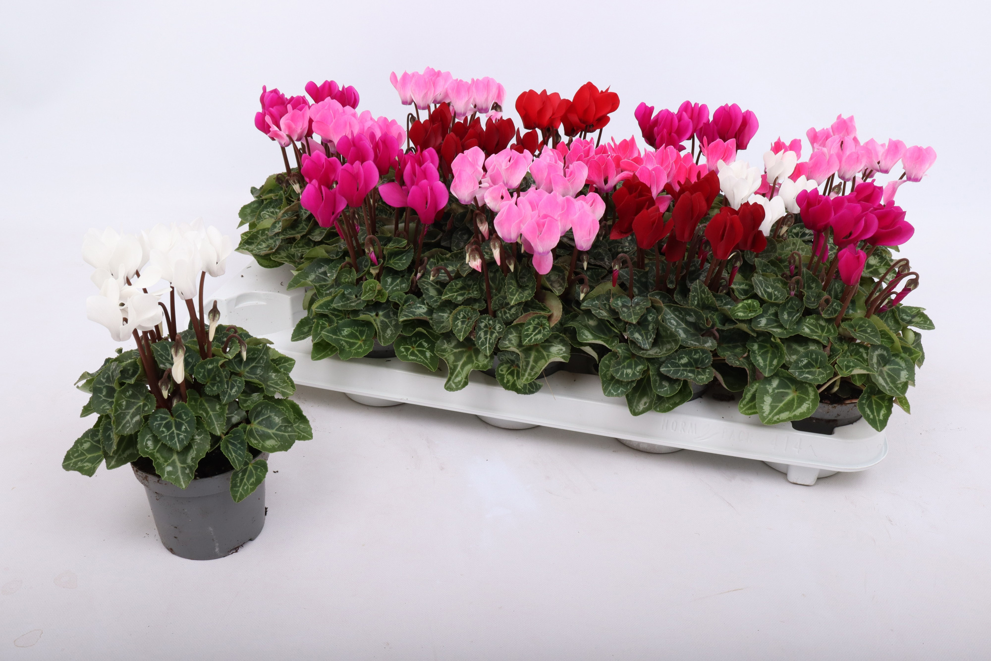 Cyclamen Verano mix 9 cm, D 9