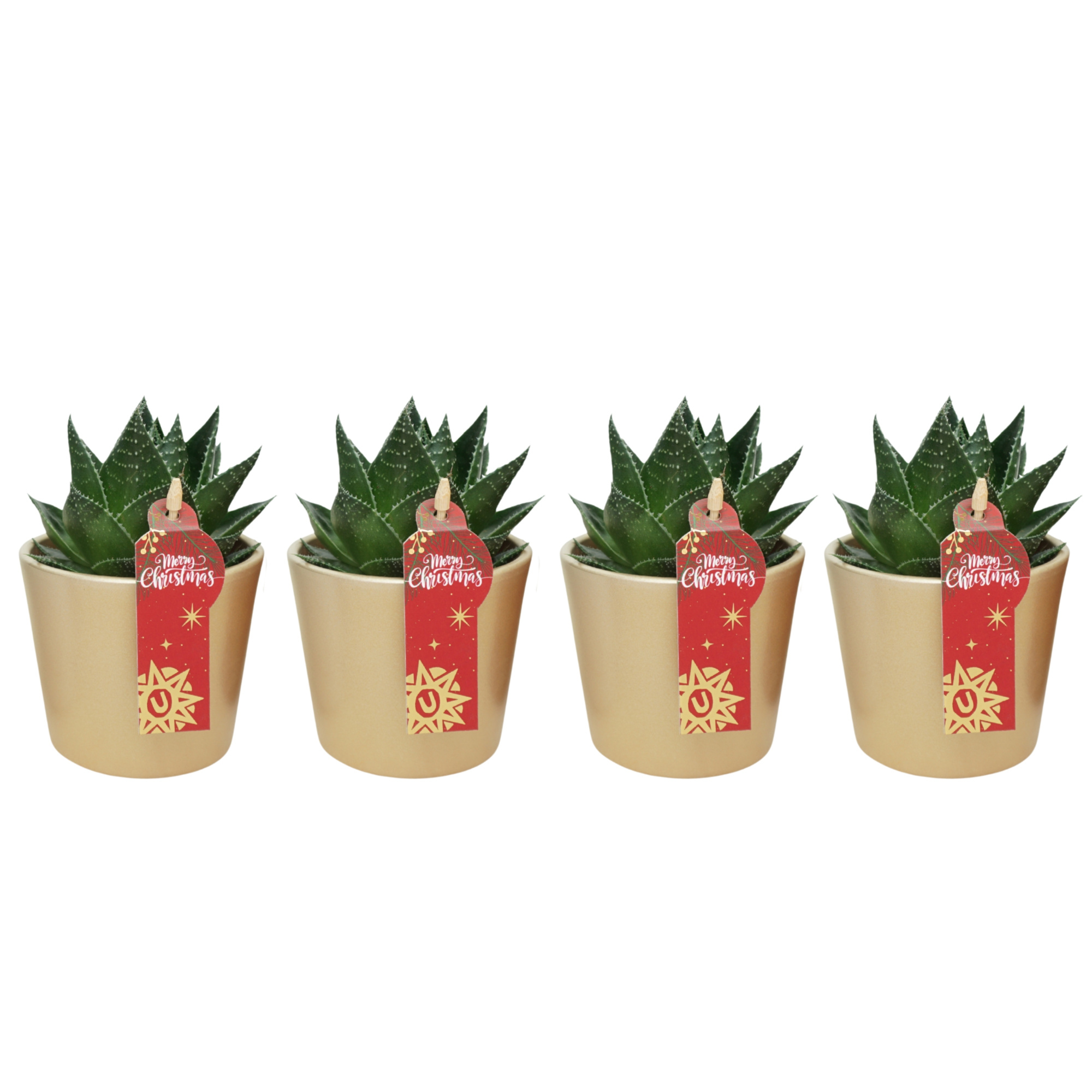 Aloë cosmo in 9 cm Goud Kerst potje, D 8,5 cm