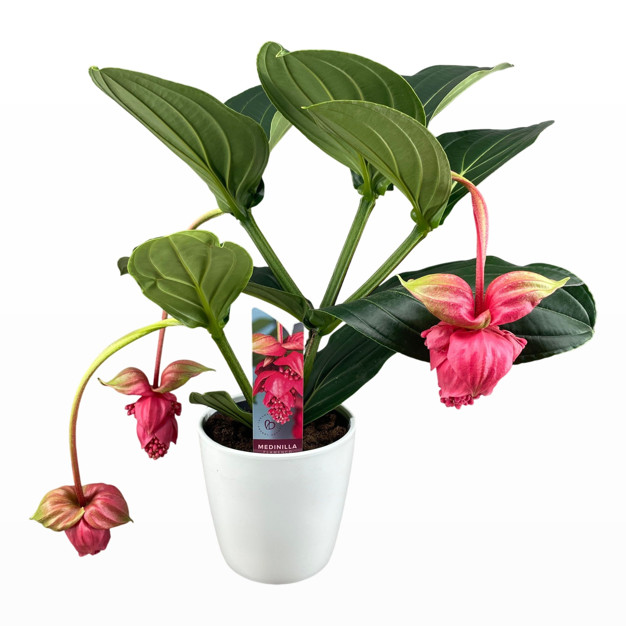 Medinilla Magnifica Flamenco 2 etage 3/4 knop in wit keramiek, D 19