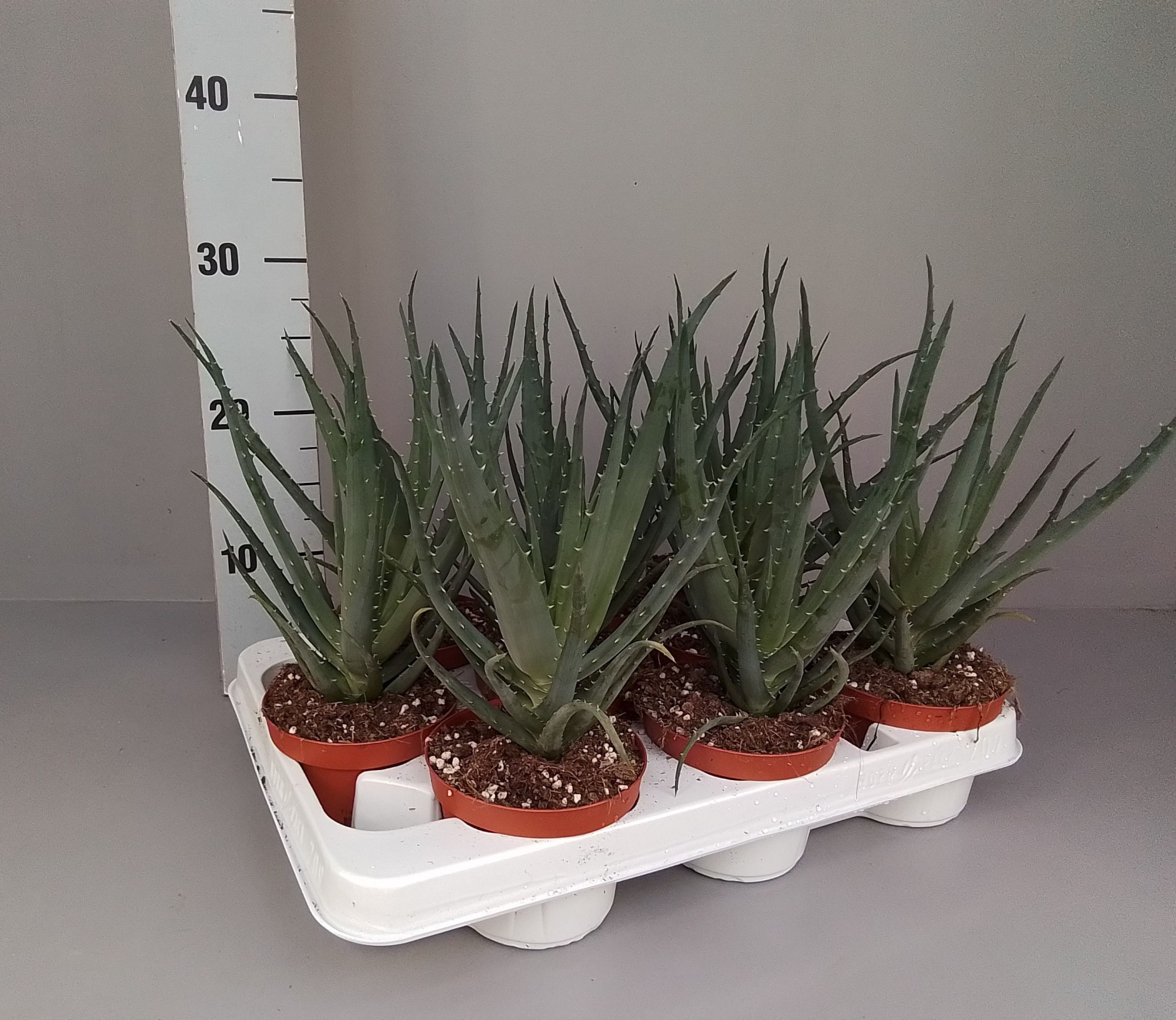 Aloe arborescens 10.5, D 11 cm