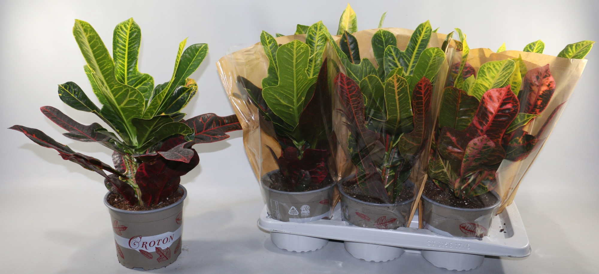 Croton Excellent 17cm in Vensterhoes"Sunshiners®", D 17 cm