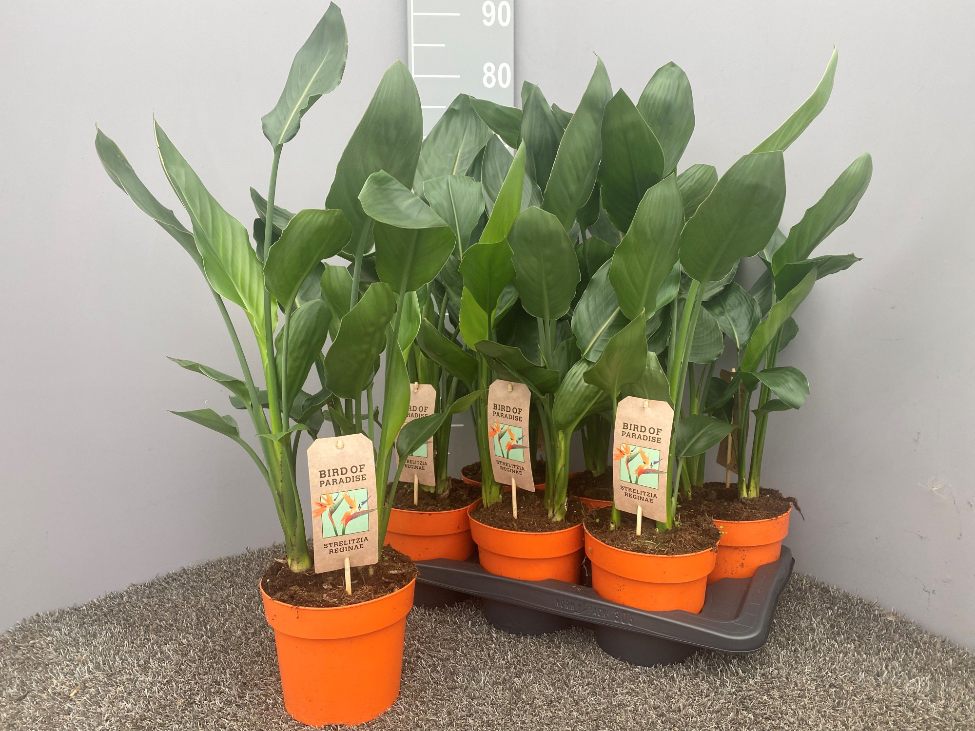 Strelitzia reginae p17, D 17 cm