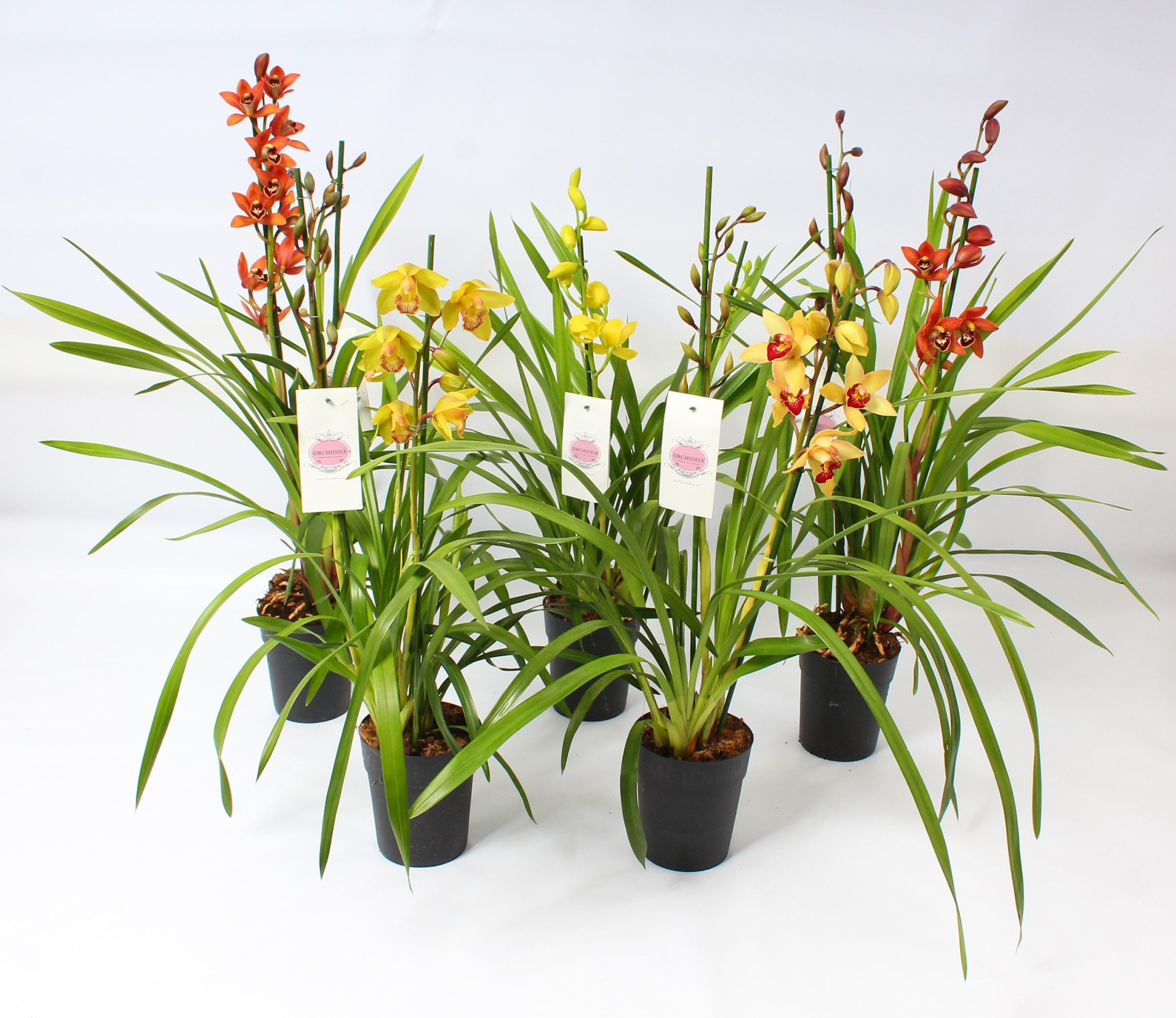 Cymbidium kleuren mix 2 tak, D 14 cm