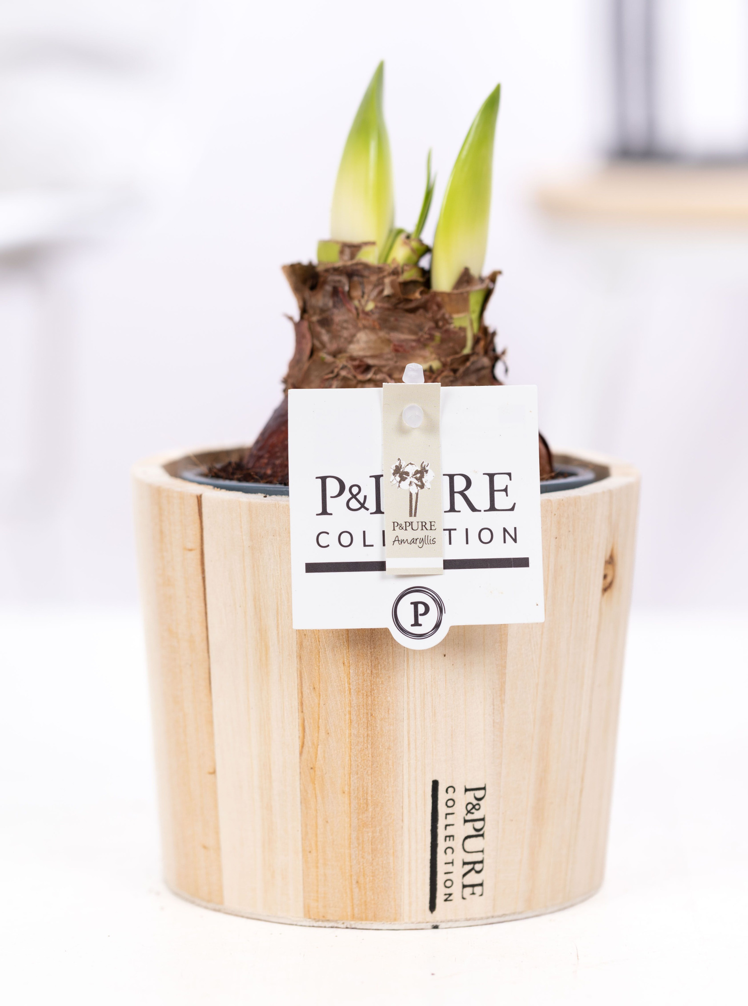 Hippeastrum white in P&PURE Wood 5, D 12