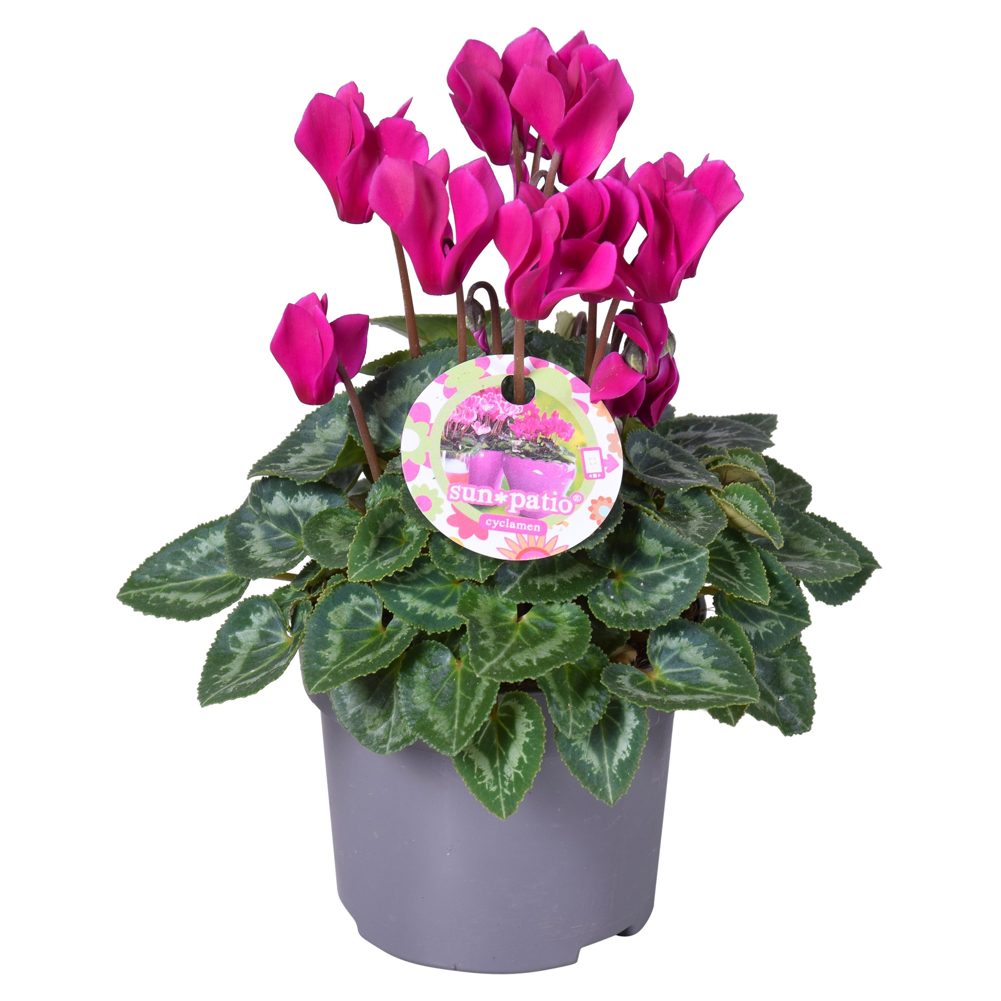 Cycl patio paars + H.etiket, D 10,5